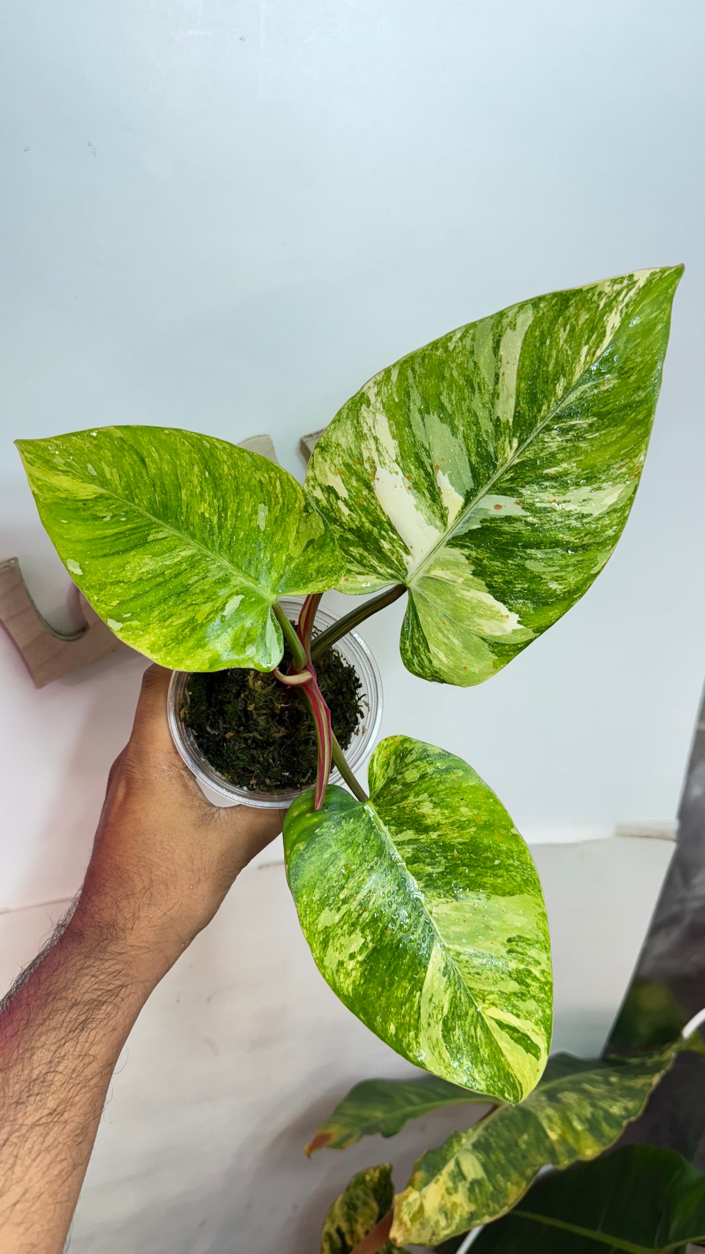 Philodendron Erubescens "White Princess Aurea'