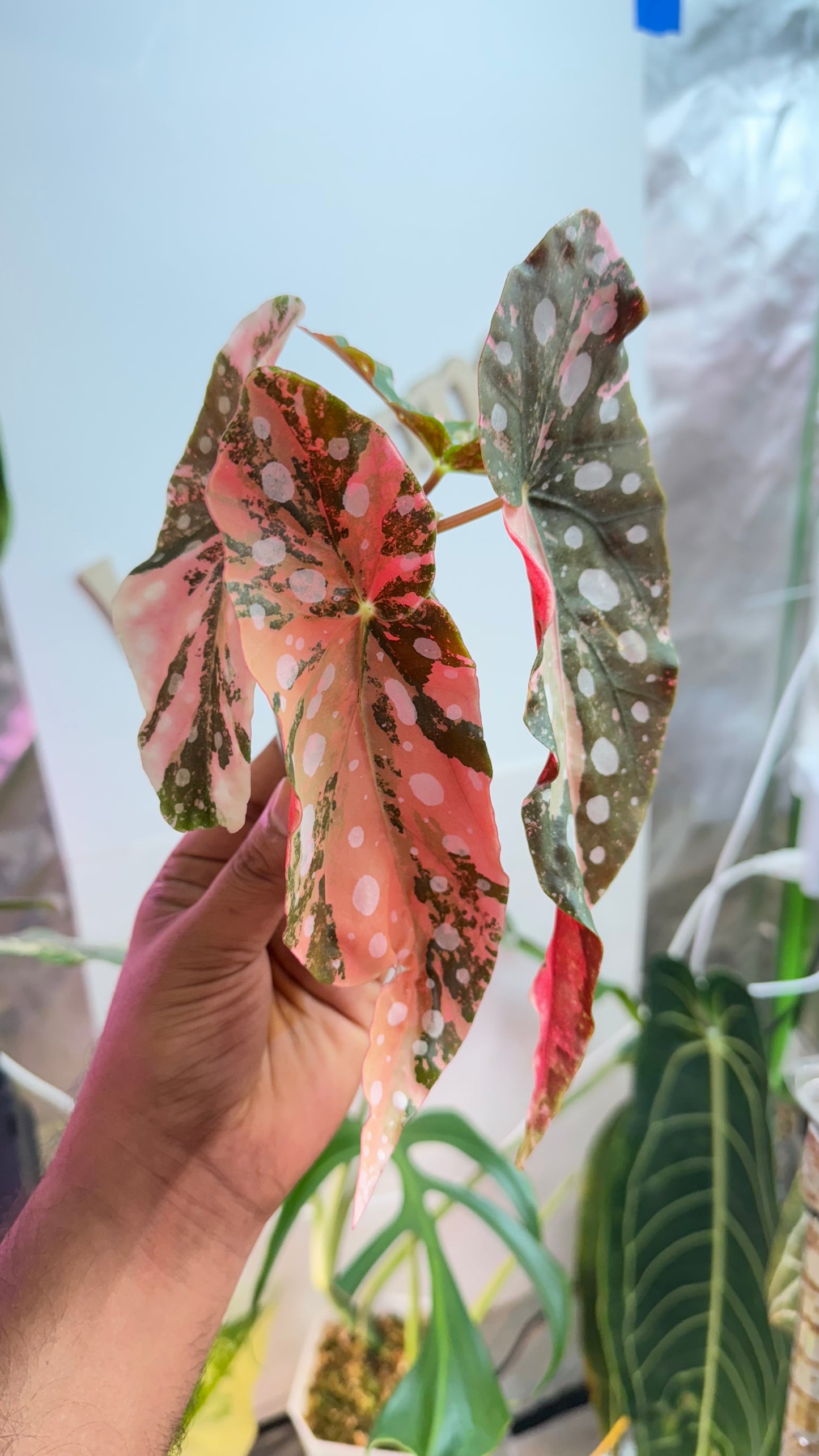 Begonia Maculata Pink Variegated
