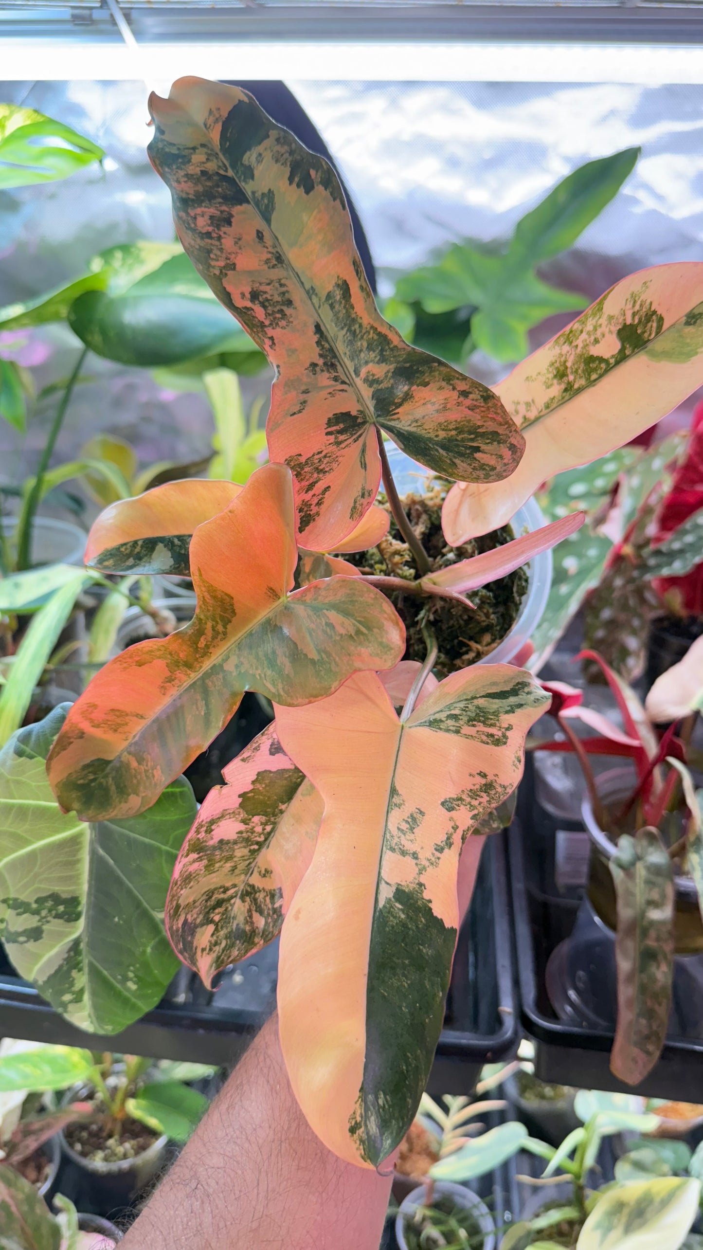 Philodendron Brown Beauty Variegated