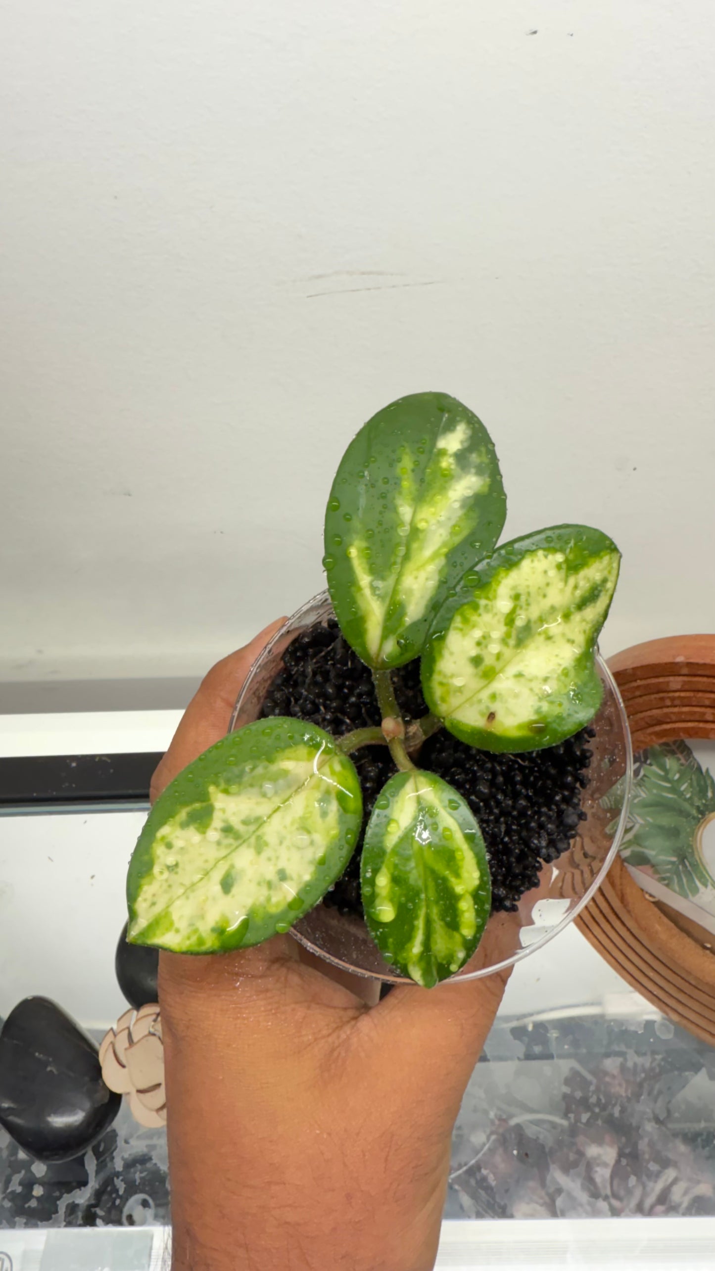 Hoya Carnosa Madara Green Edge