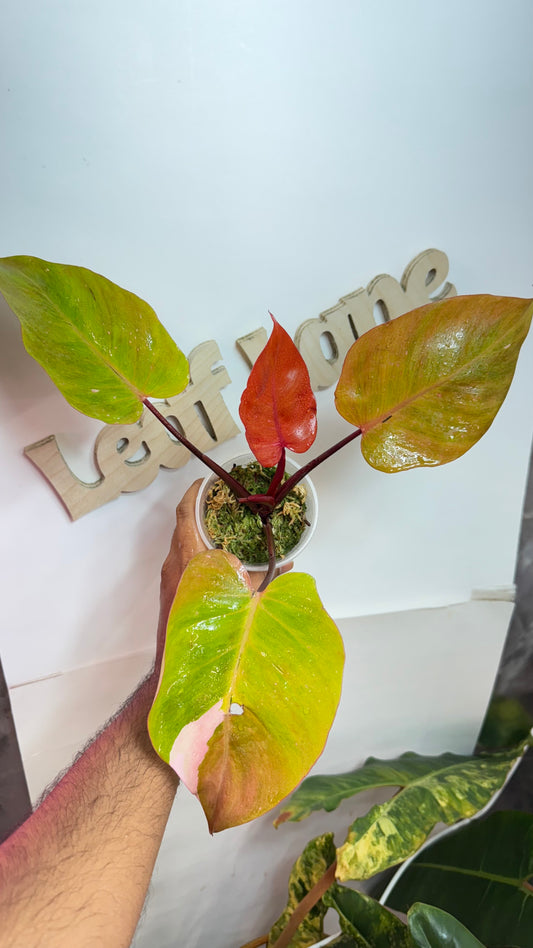 Philodendron 'Persimmon Princess' Variegated