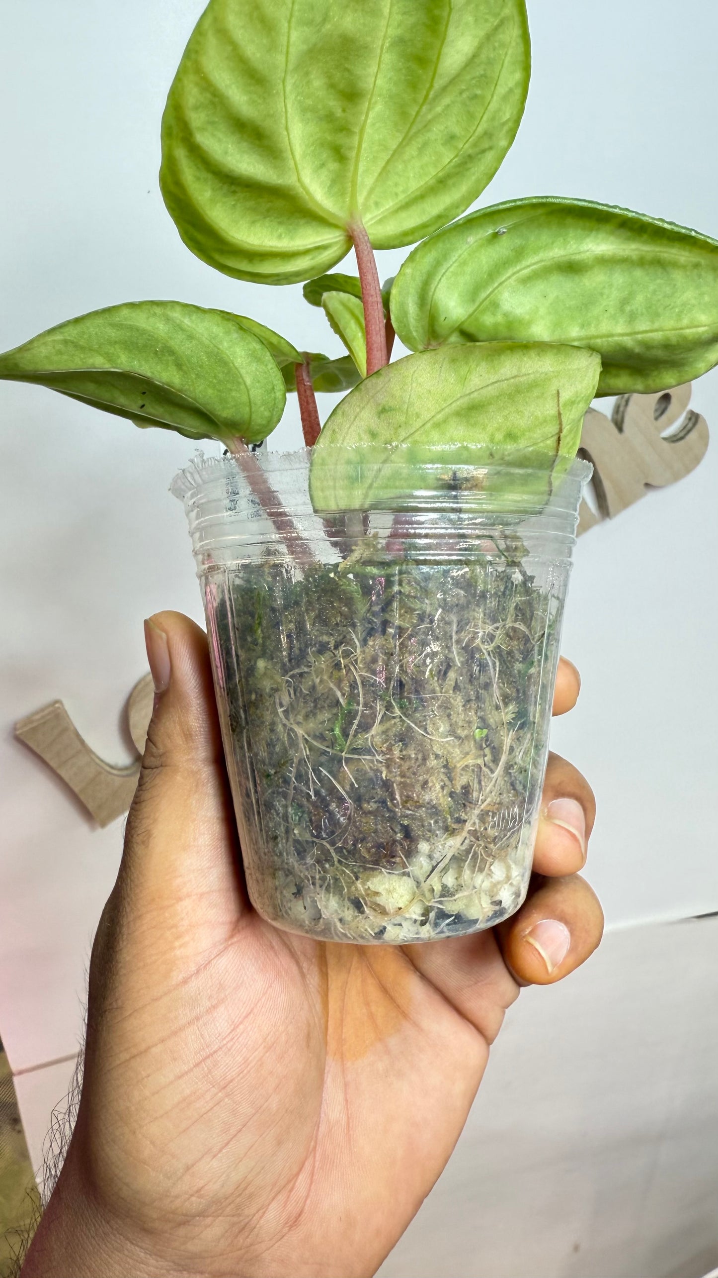 Peperomia Variegated Atomic Flame