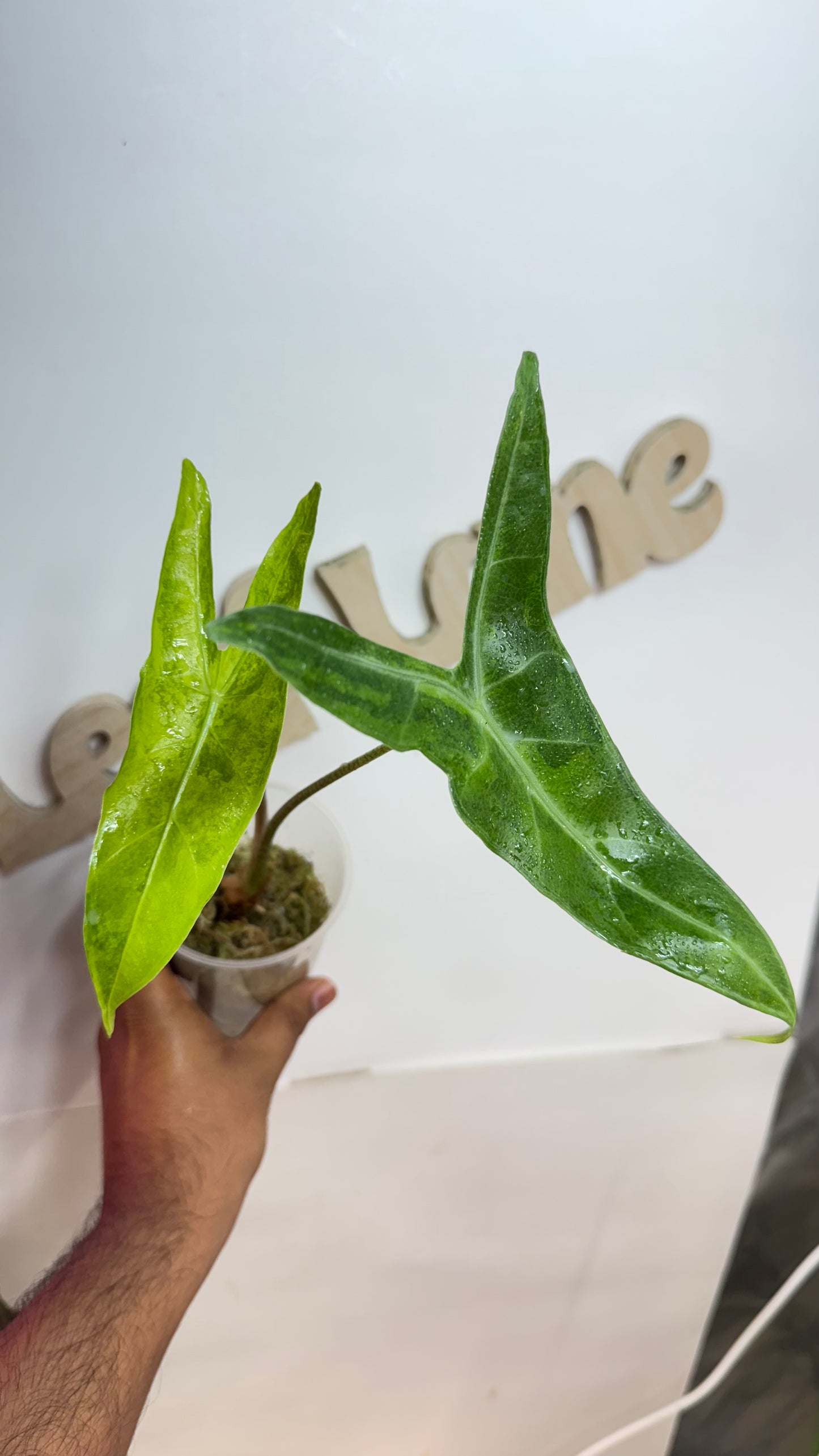 Alocasia Longiloba unique Variegated