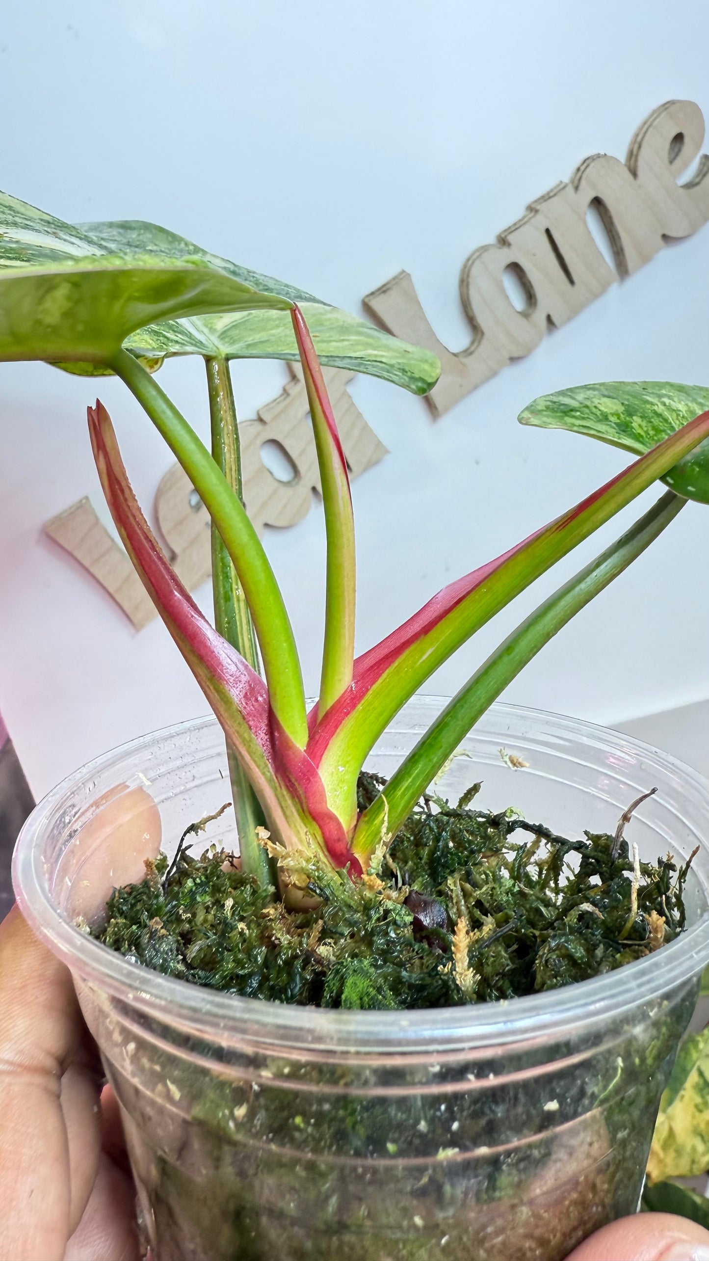 Philodendron Erubescens "White Princess Aurea'