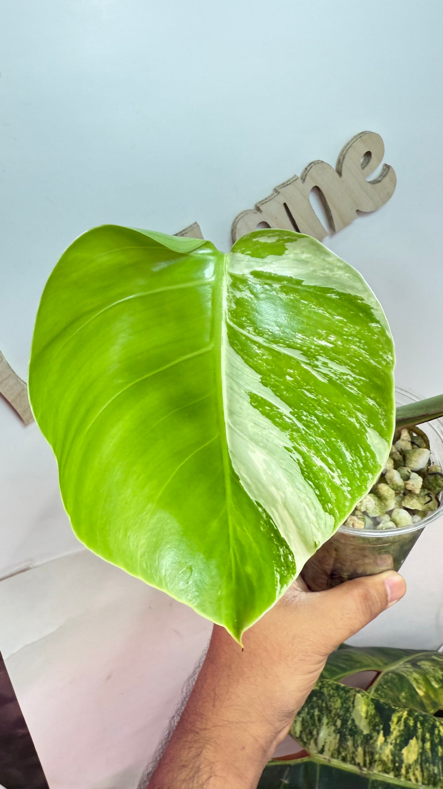 Monstera Jungle Mint Large Form Variegated 🌿Growing from mid node cut 🌿