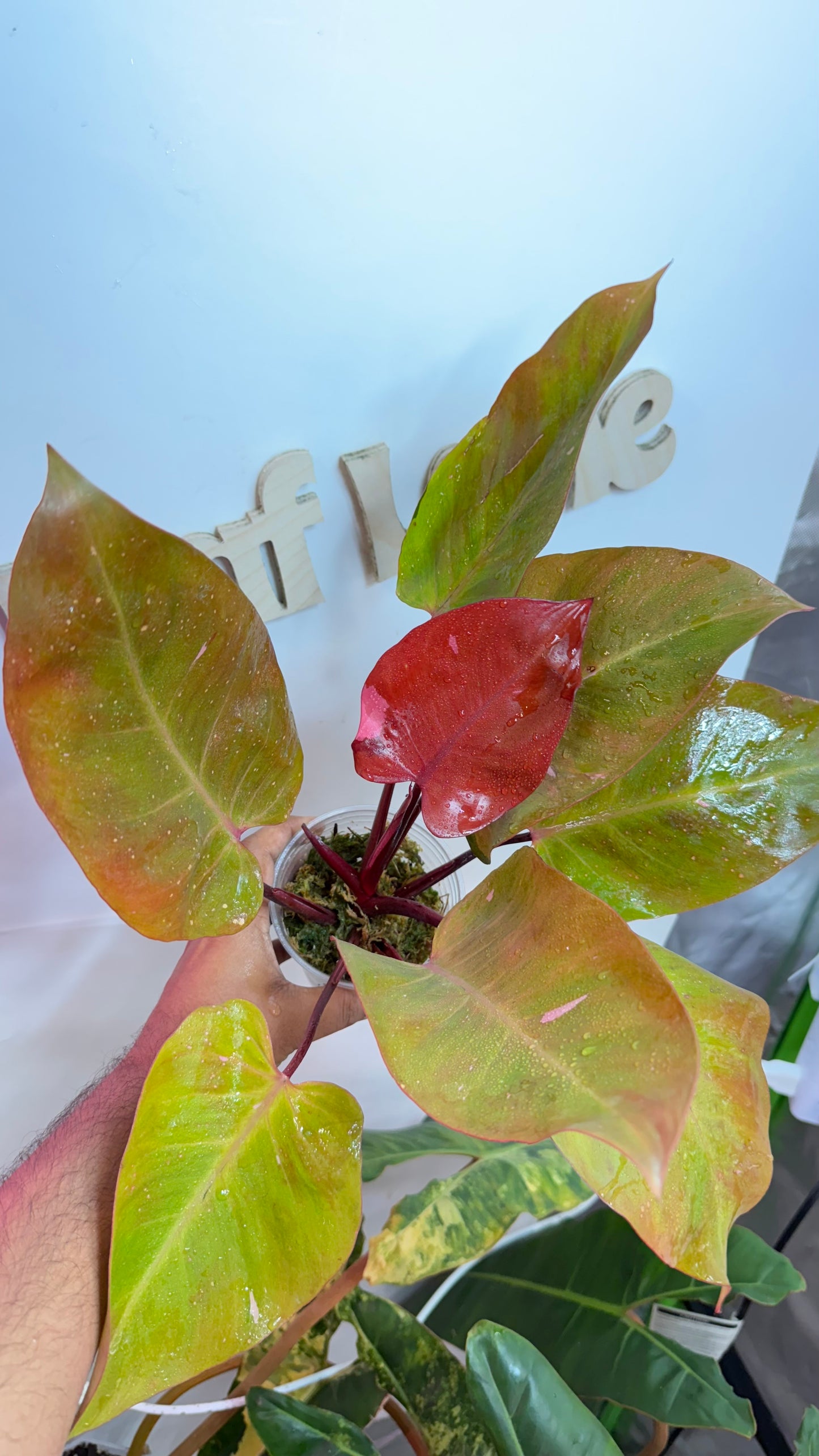 Philodendron 'Persimmon Princess' Variegated