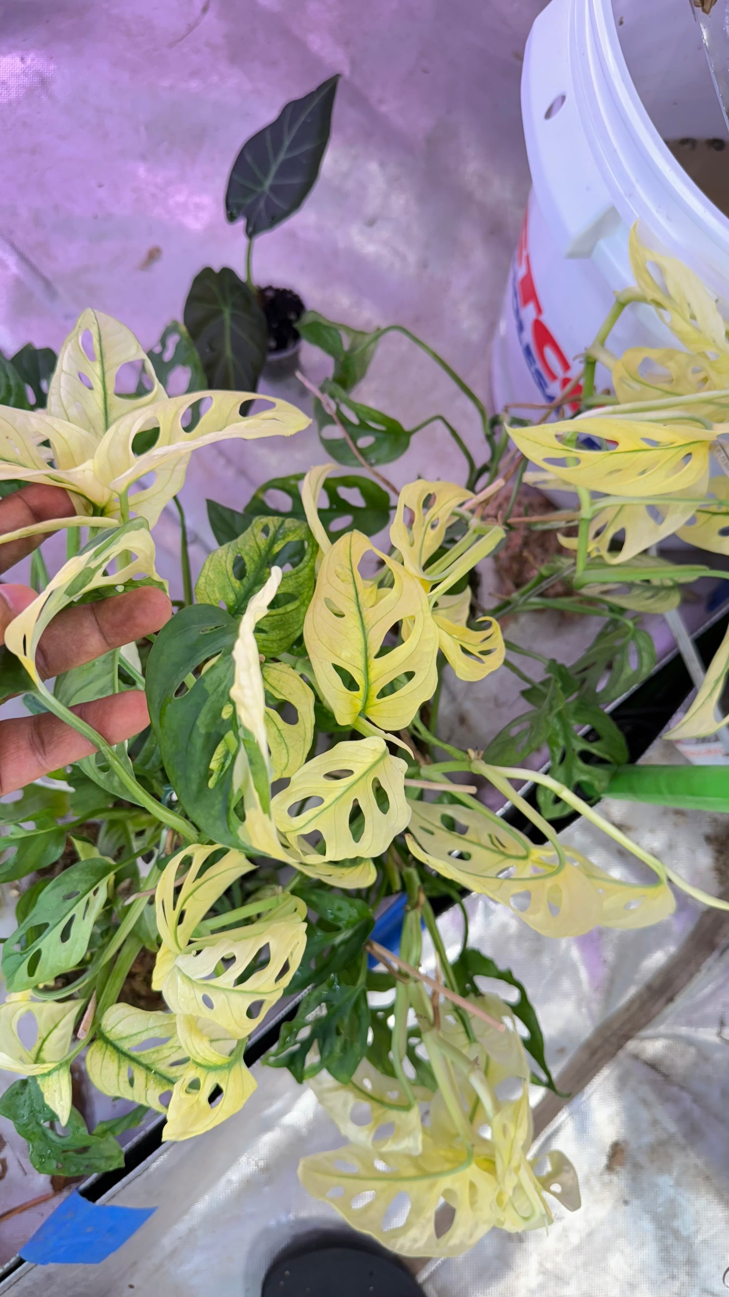 Monstera Adansonii Accuminata Mint Variegated