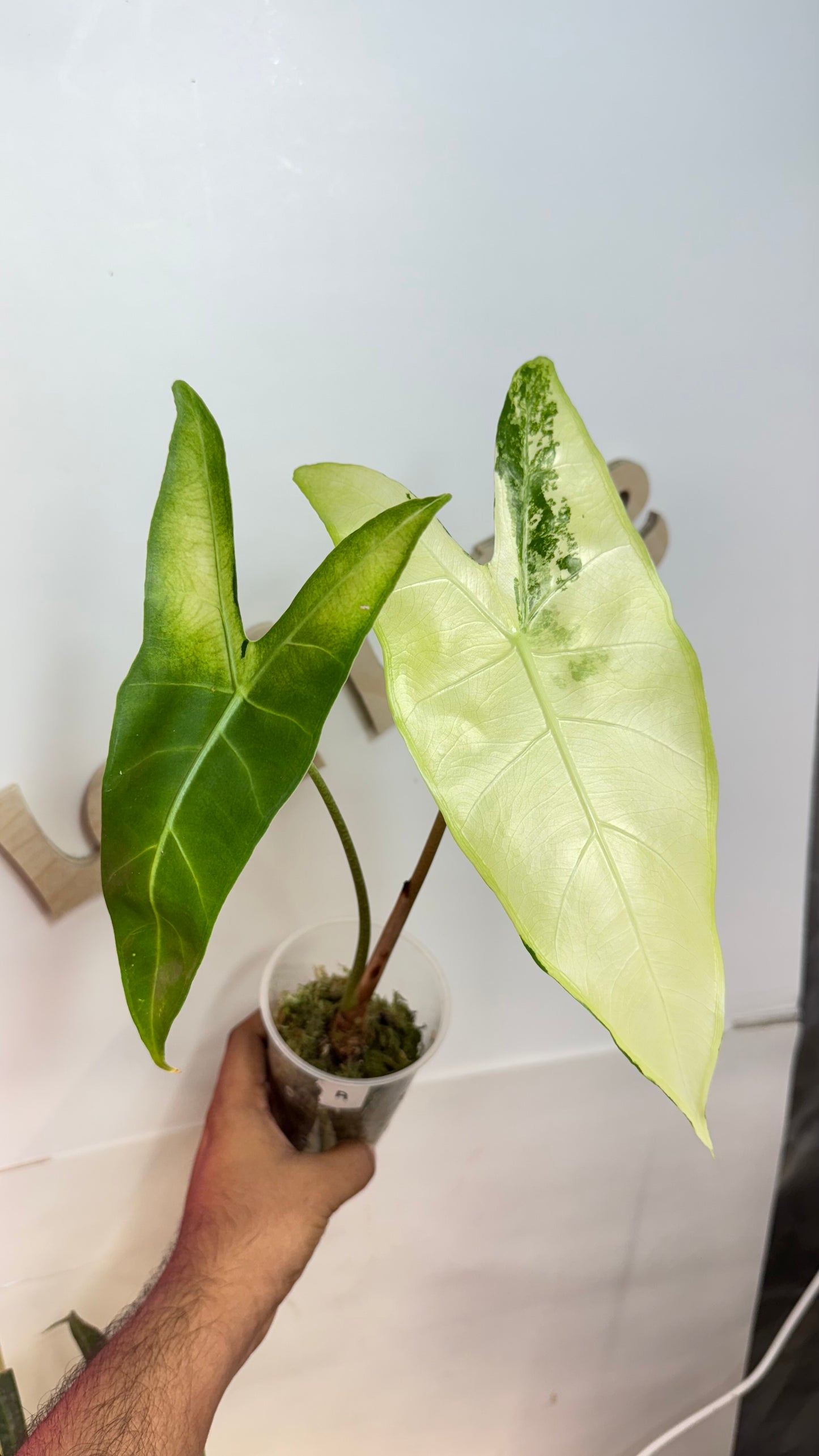 Alocasia Longiloba unique Variegated