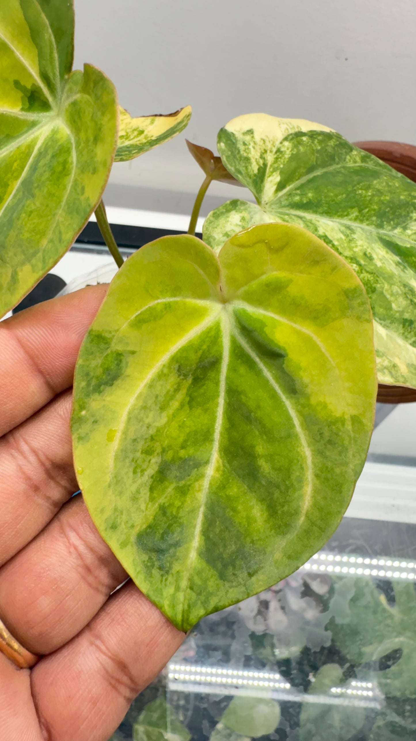 Anthurium Papillilaminum var x crystallinum