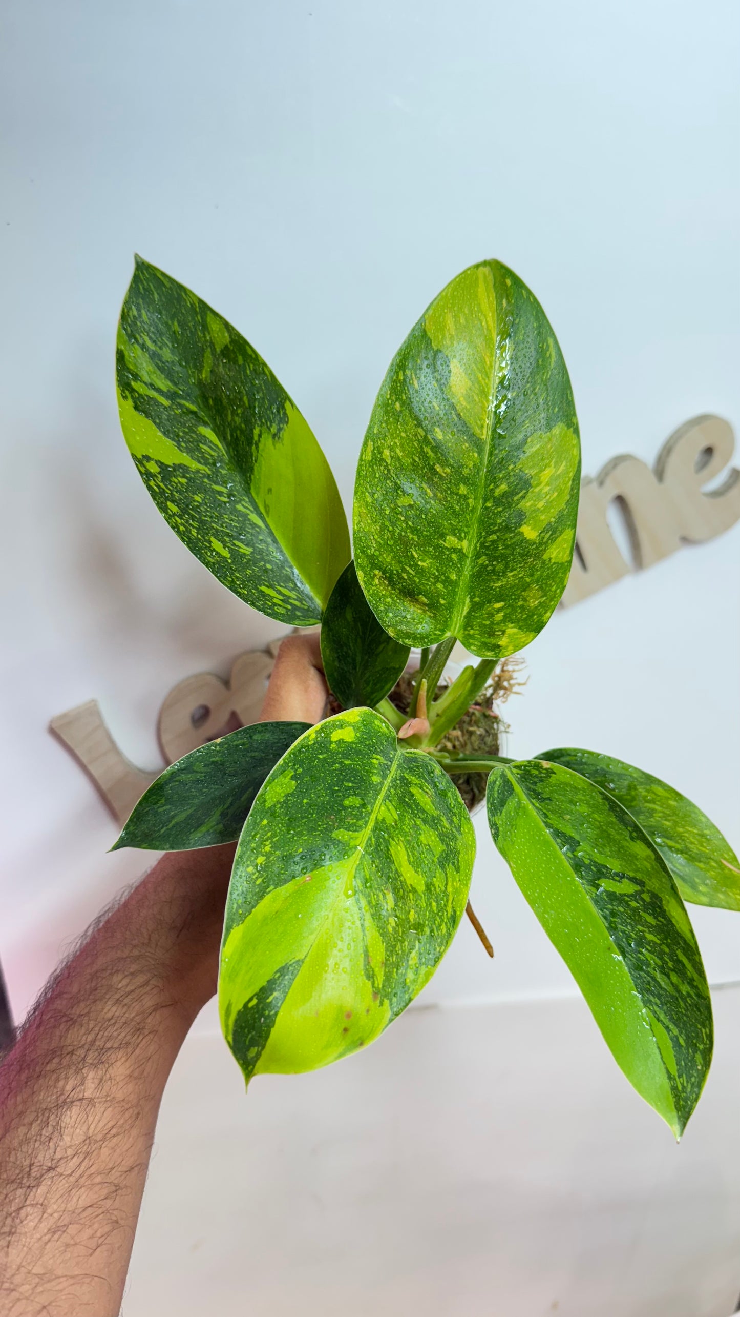 Philodendron 'Green Congo Nuclear' variegated
🌿Grower's choice🌿