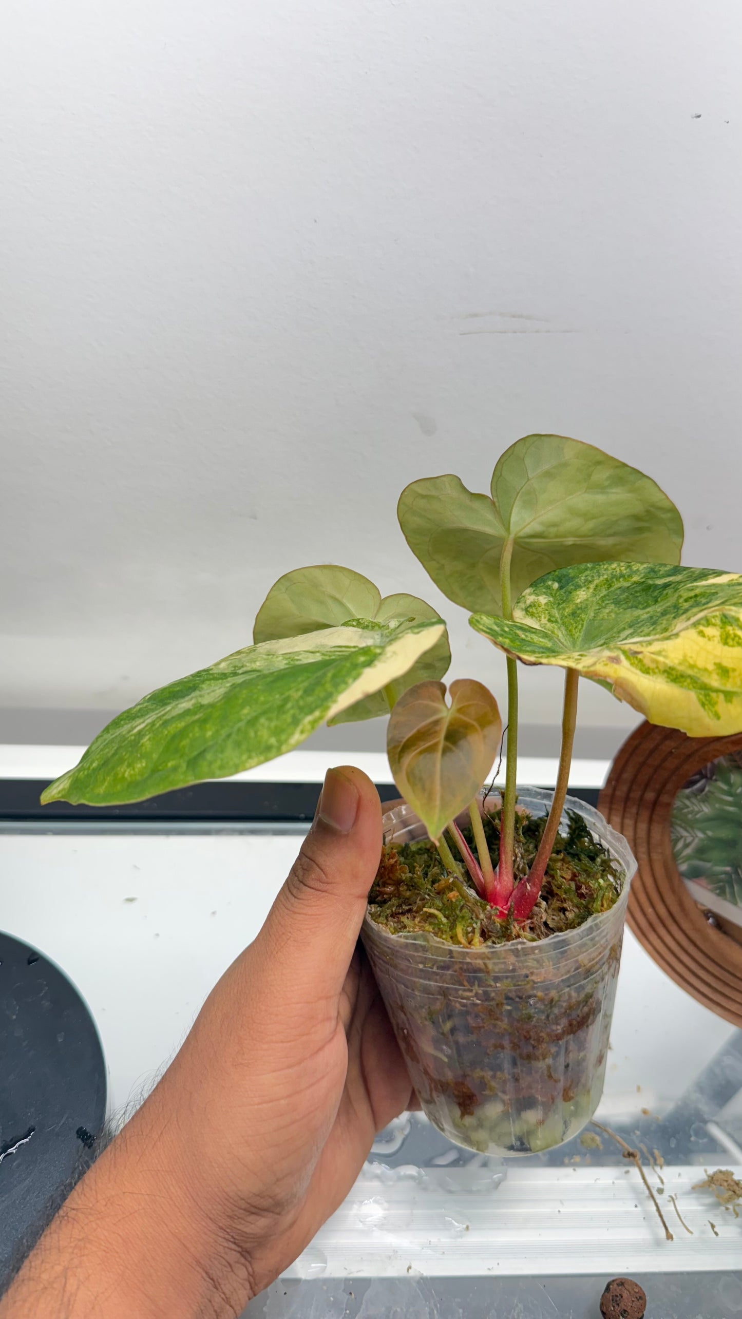 Anthurium Papillilaminum var x crystallinum