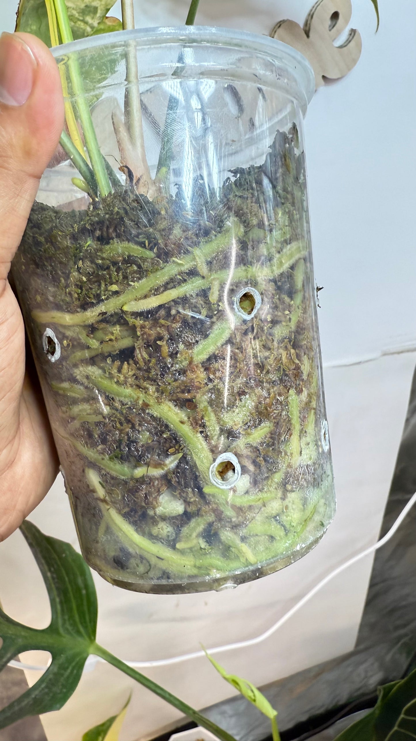 HUGE Anthurium Pterodactyl Variegated