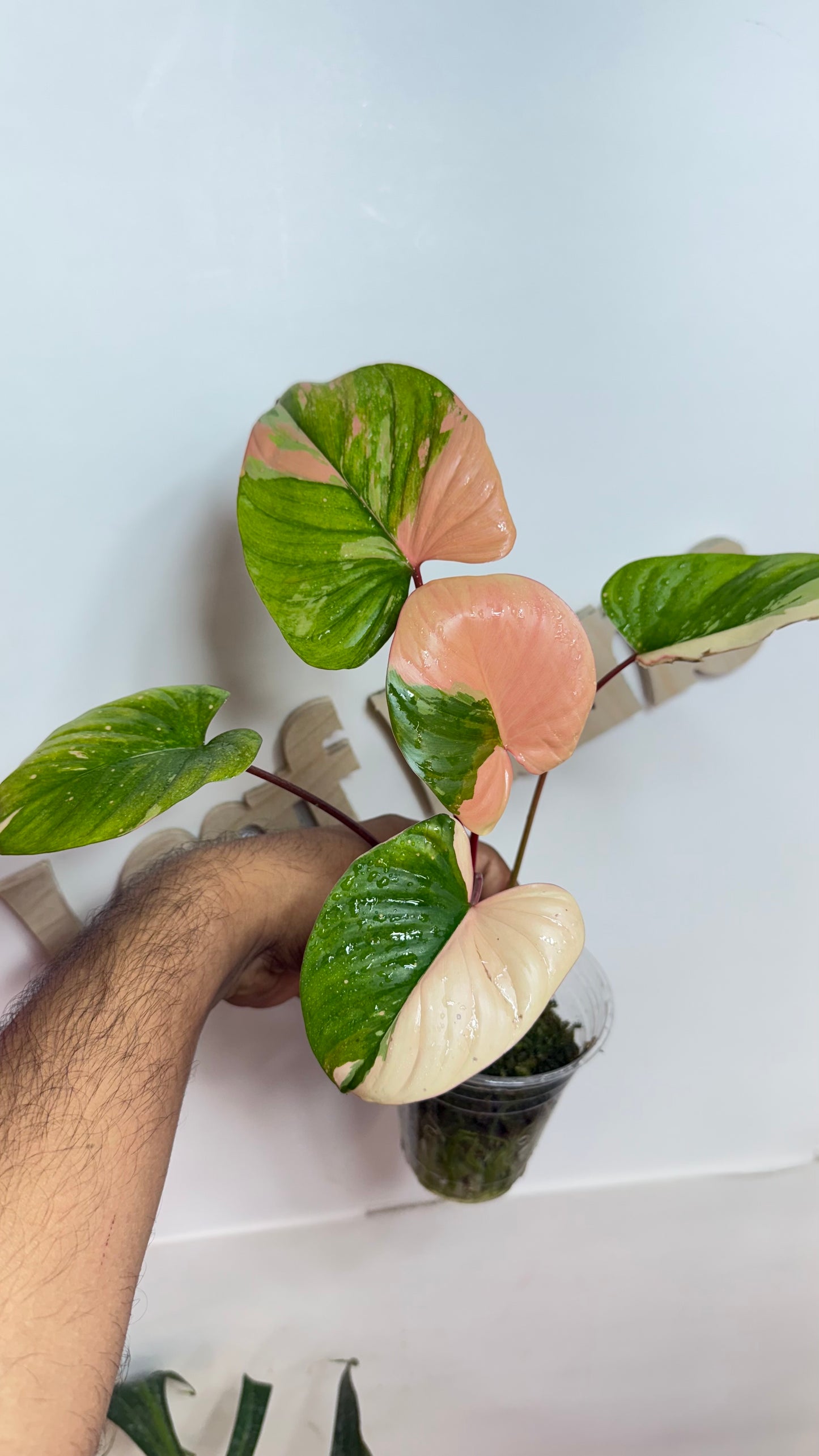 Homalomena Rubescens Variegated Pink