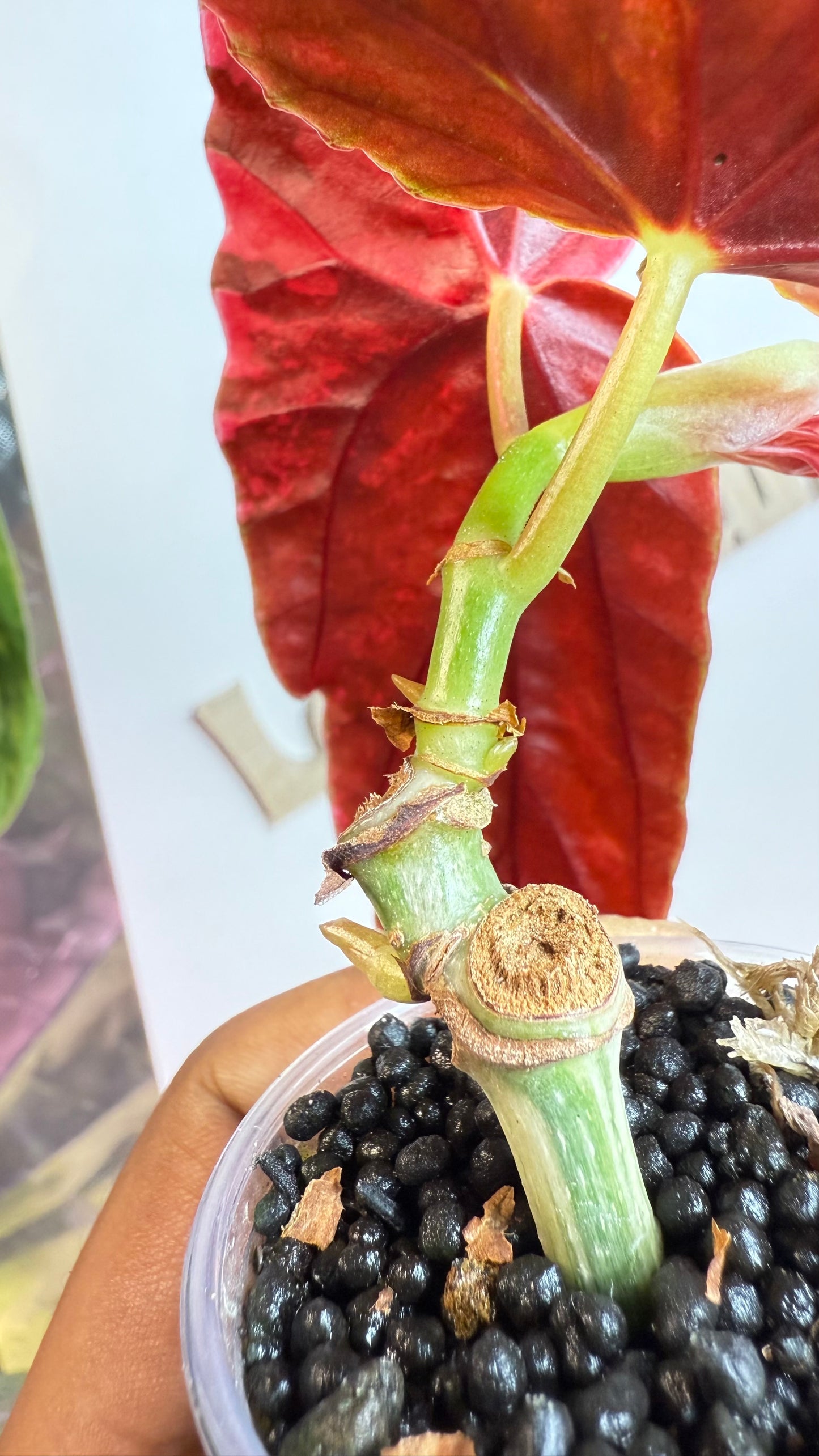 Begonia Macular Pink Variegated
