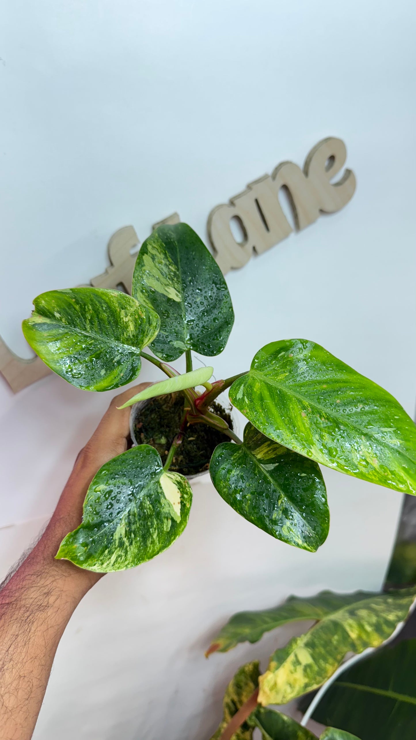 Philodendron Erubescens "White Princess Aurea'