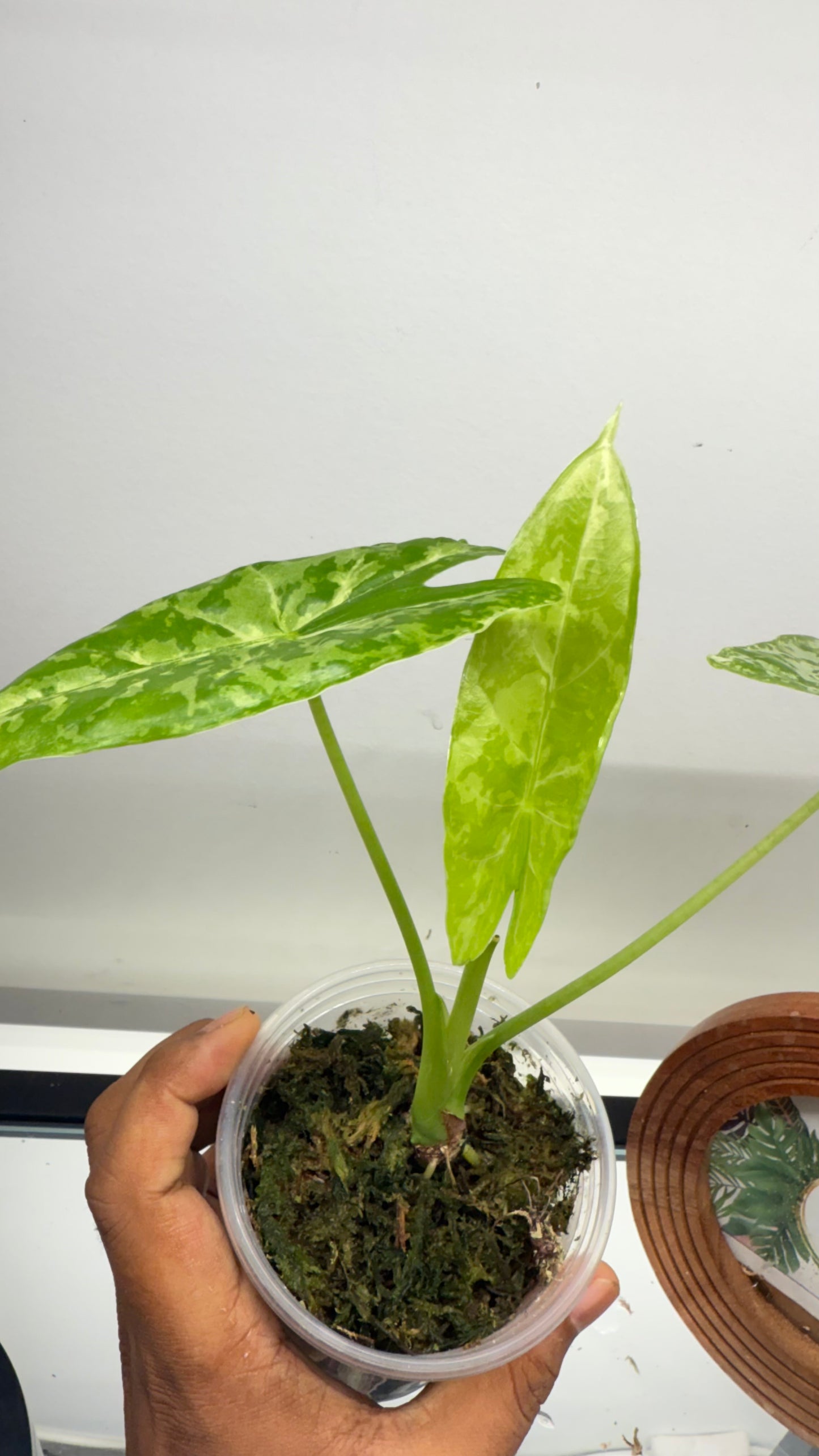 Alocasia Accuminata Albo Variegated( Fornicata*Longiloba)
