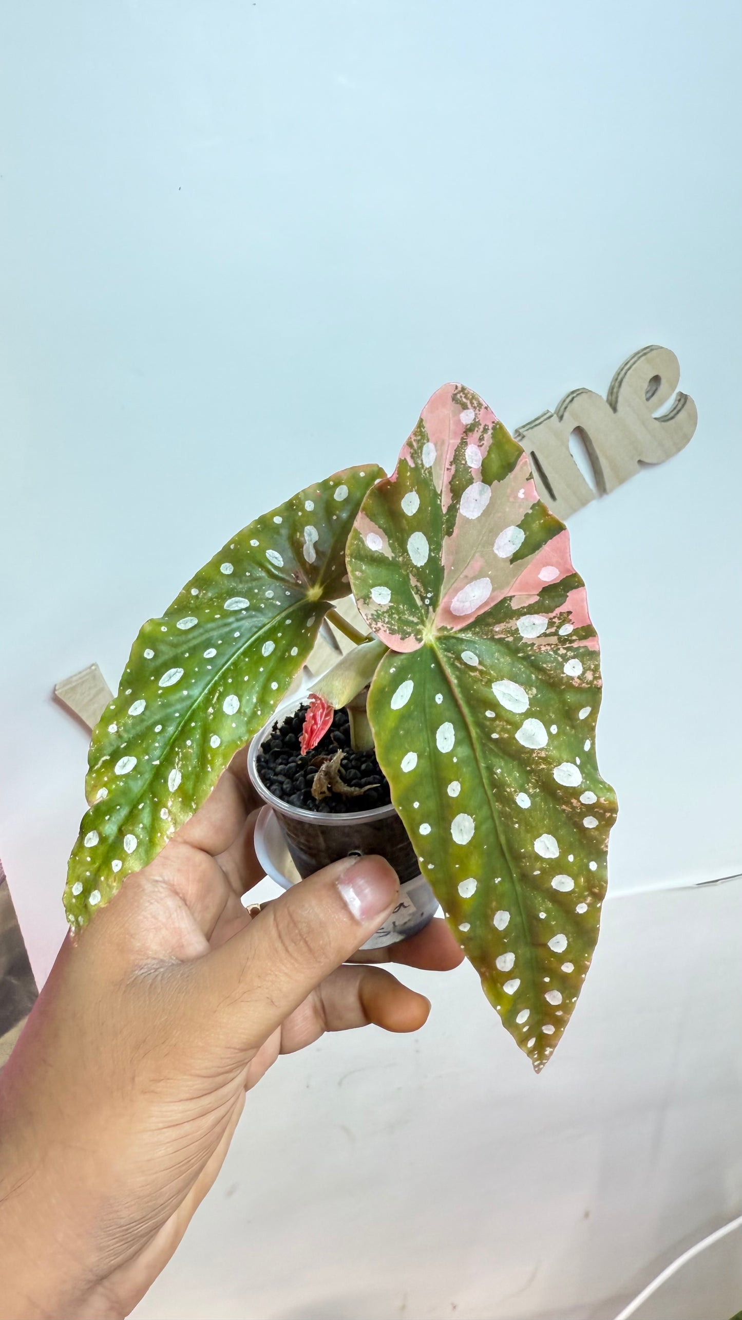 Begonia Macular Pink Variegated