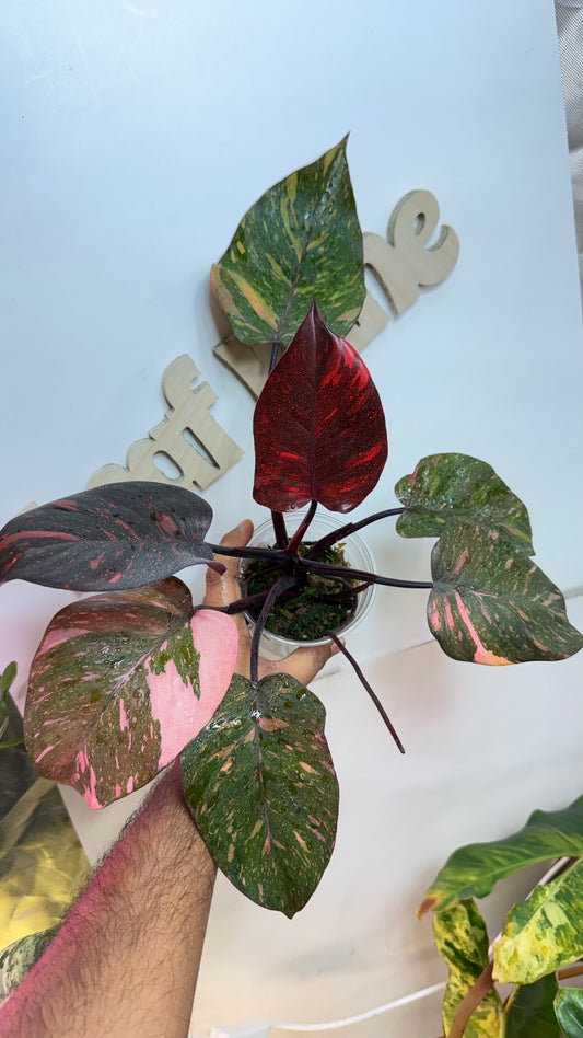 Philodendron Orange Princess Galaxy Variegated