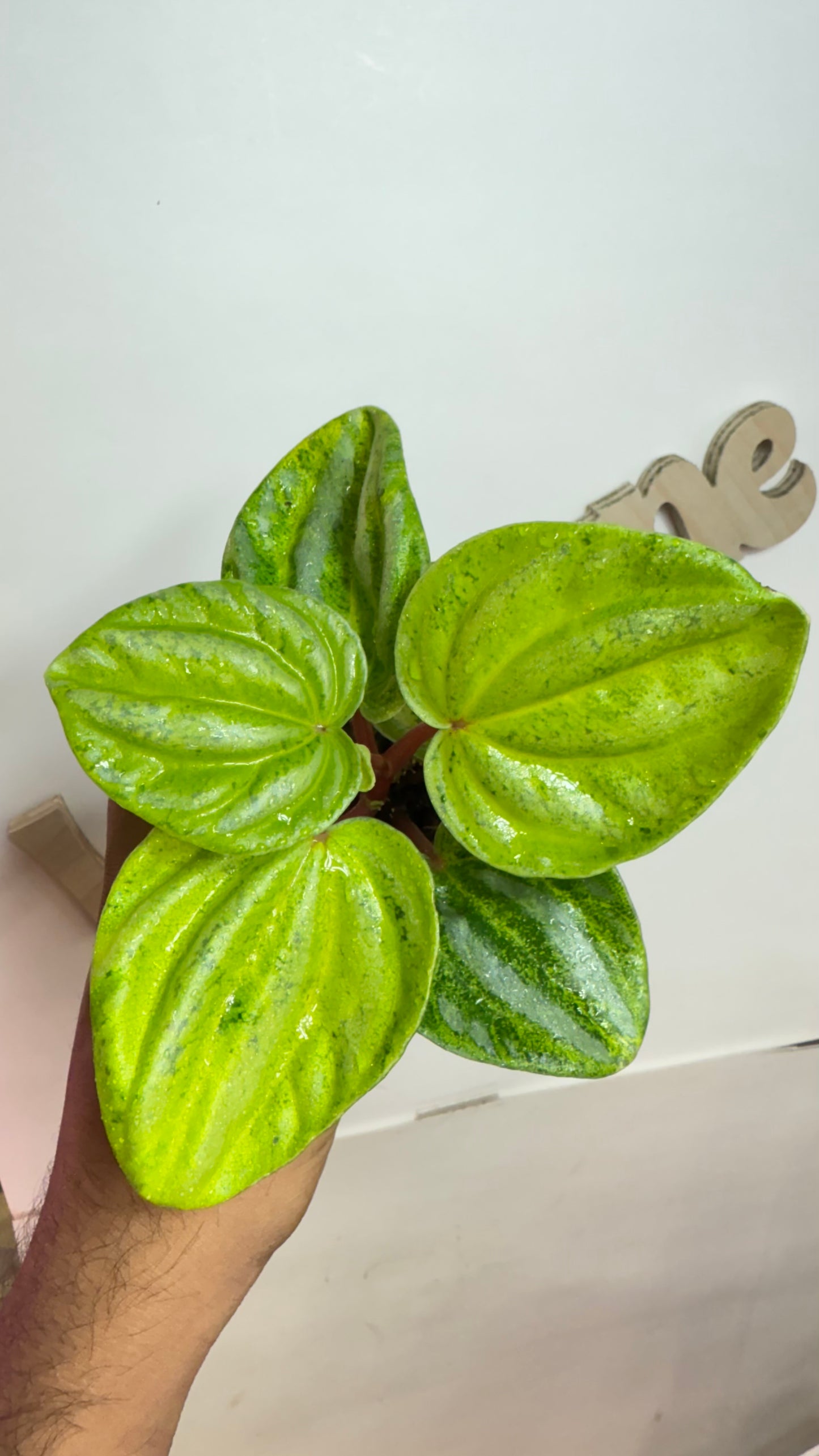 Peperomia Variegated Atomic Flame
