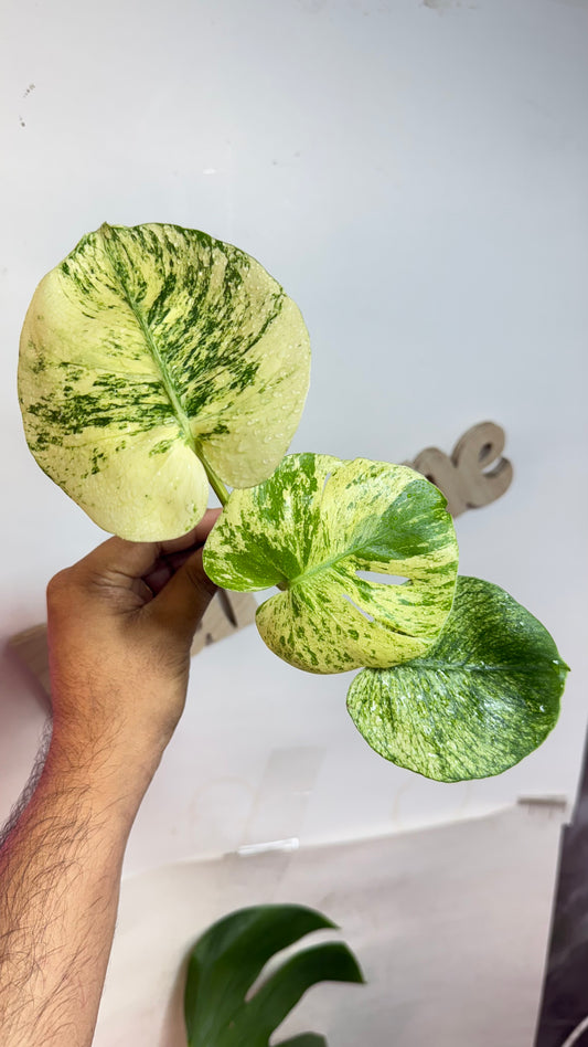 Monstera deliciosa MINT Siam Variegated | Rare Aroid | Large form
