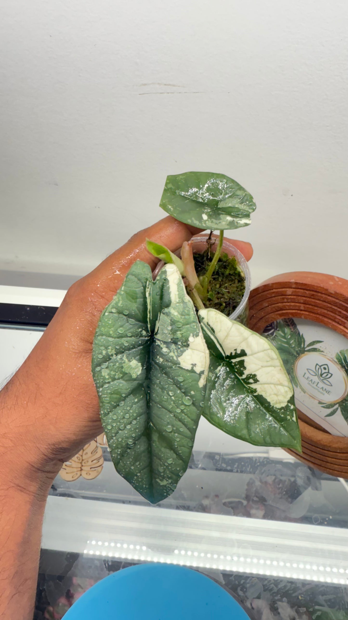 Alocasia Bisma Platinum Albo Variegated