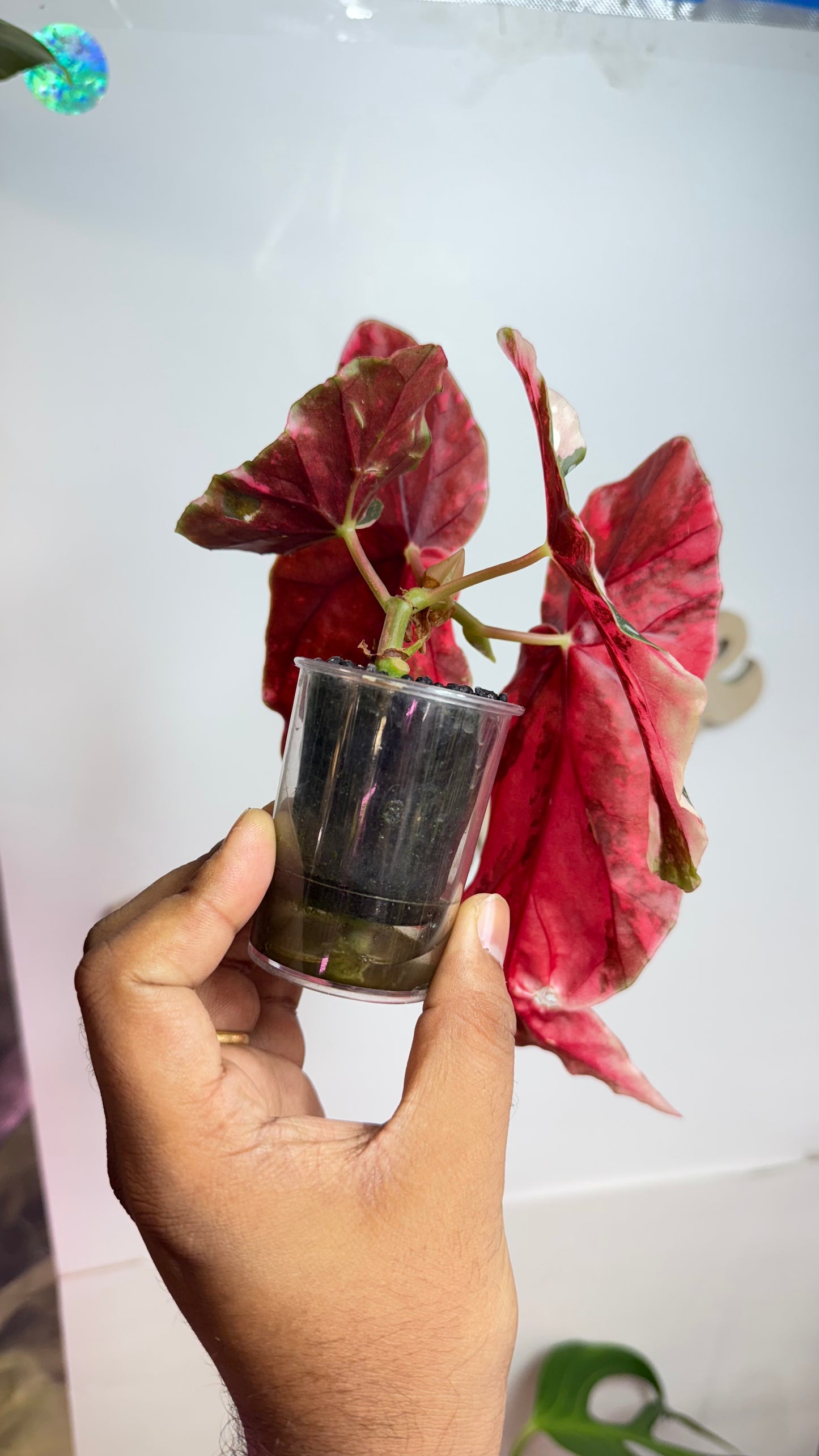 Begonia Maculata Pink Variegated