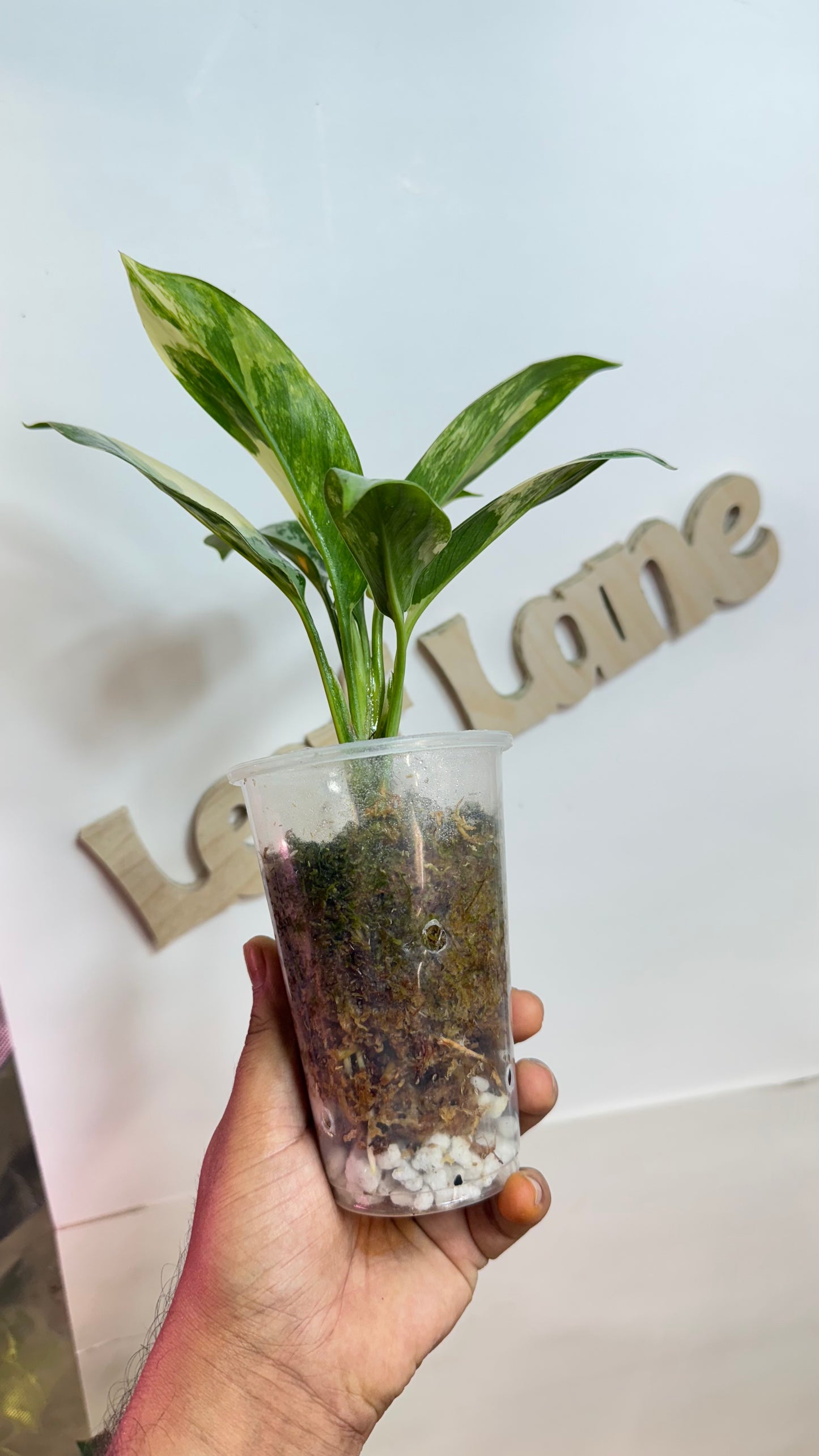 Aglaonema Suvarnabhumi Variegated