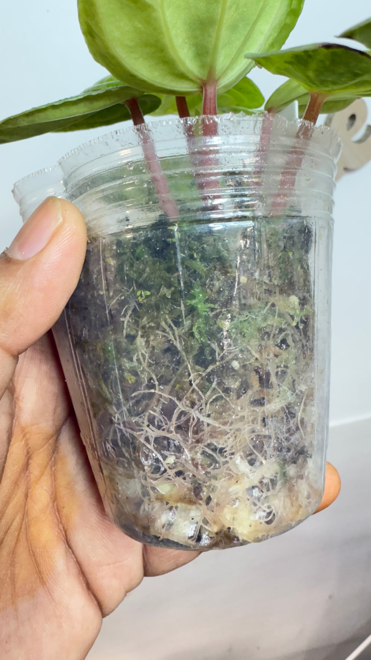 Peperomia Variegated Atomic Flame