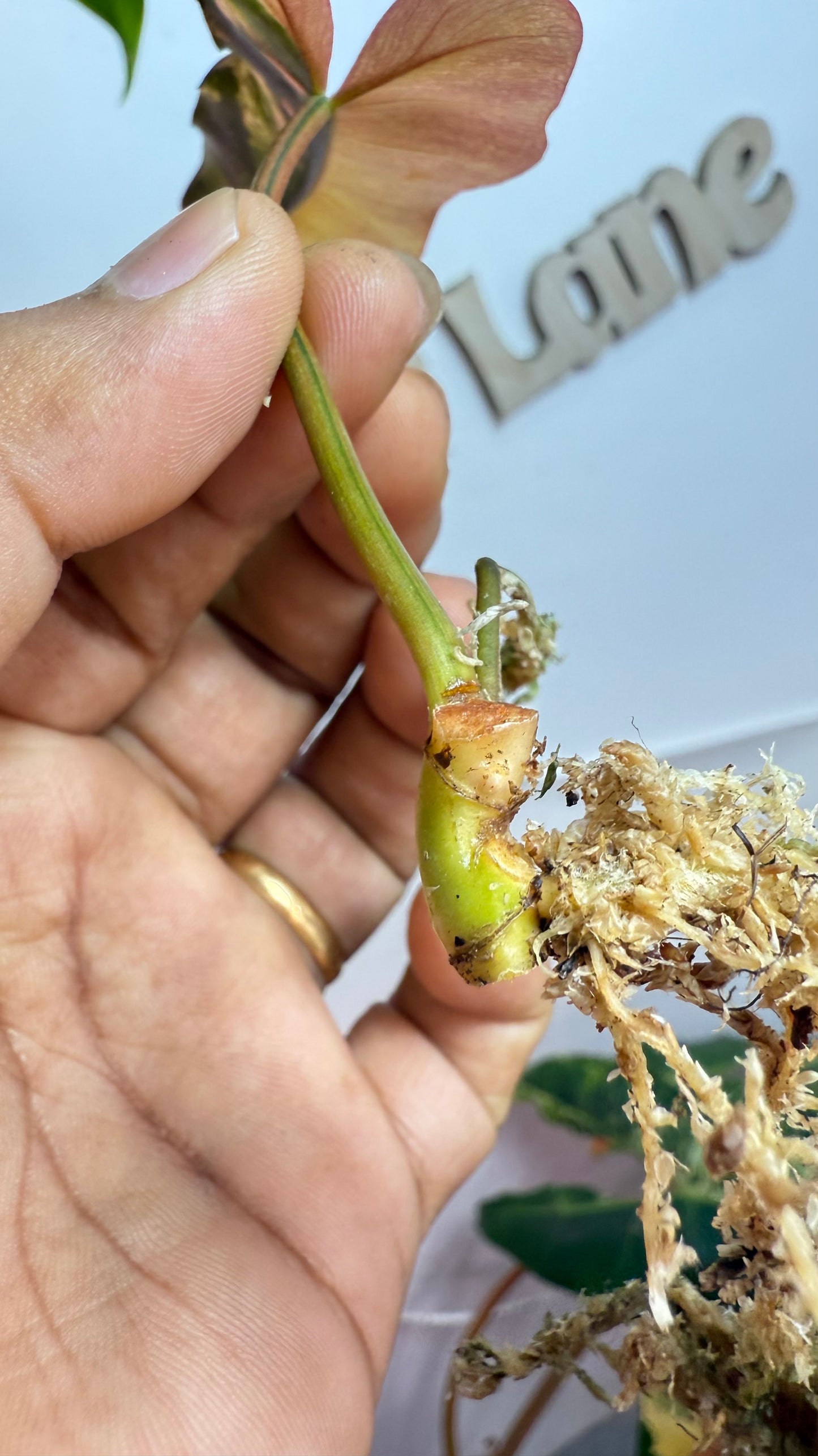 Philodendron Brown Beauty Variegated