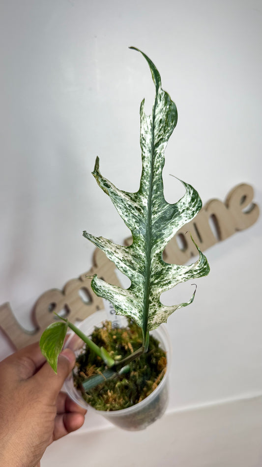 Epipremnum Pinnatum Devil / ‘white dagger/white monster’ 🌿Unicorn🌿