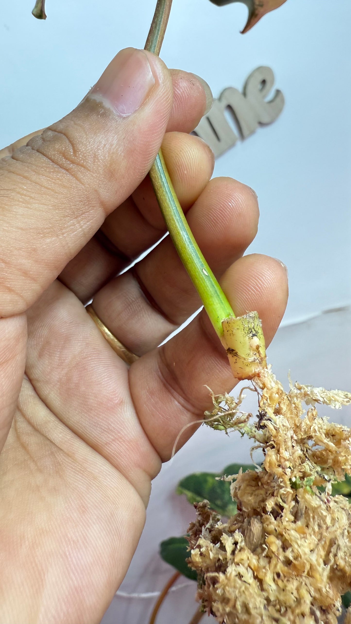 Philodendron Brown Beauty Variegated