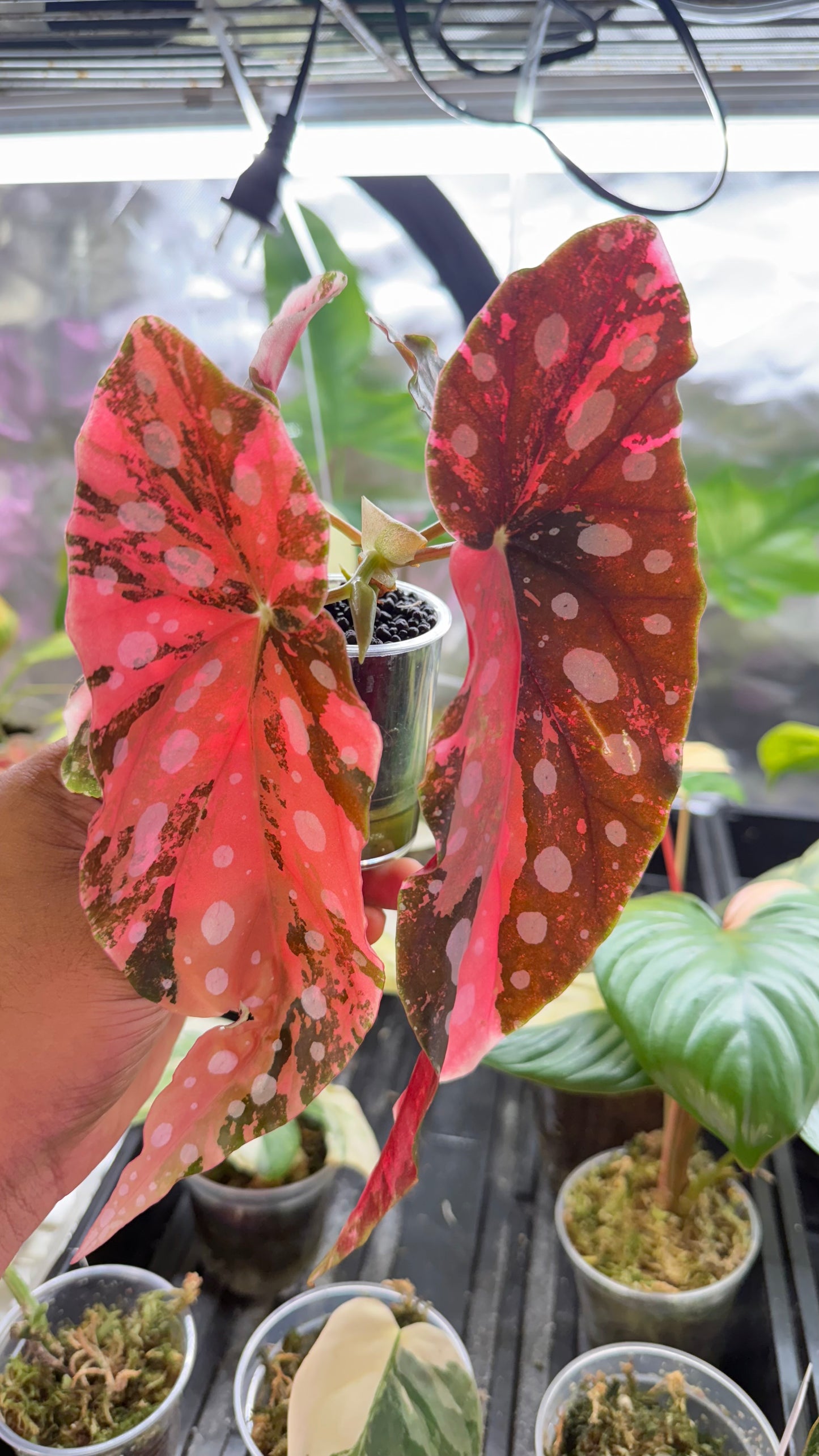 Begonia Maculata Pink Variegated