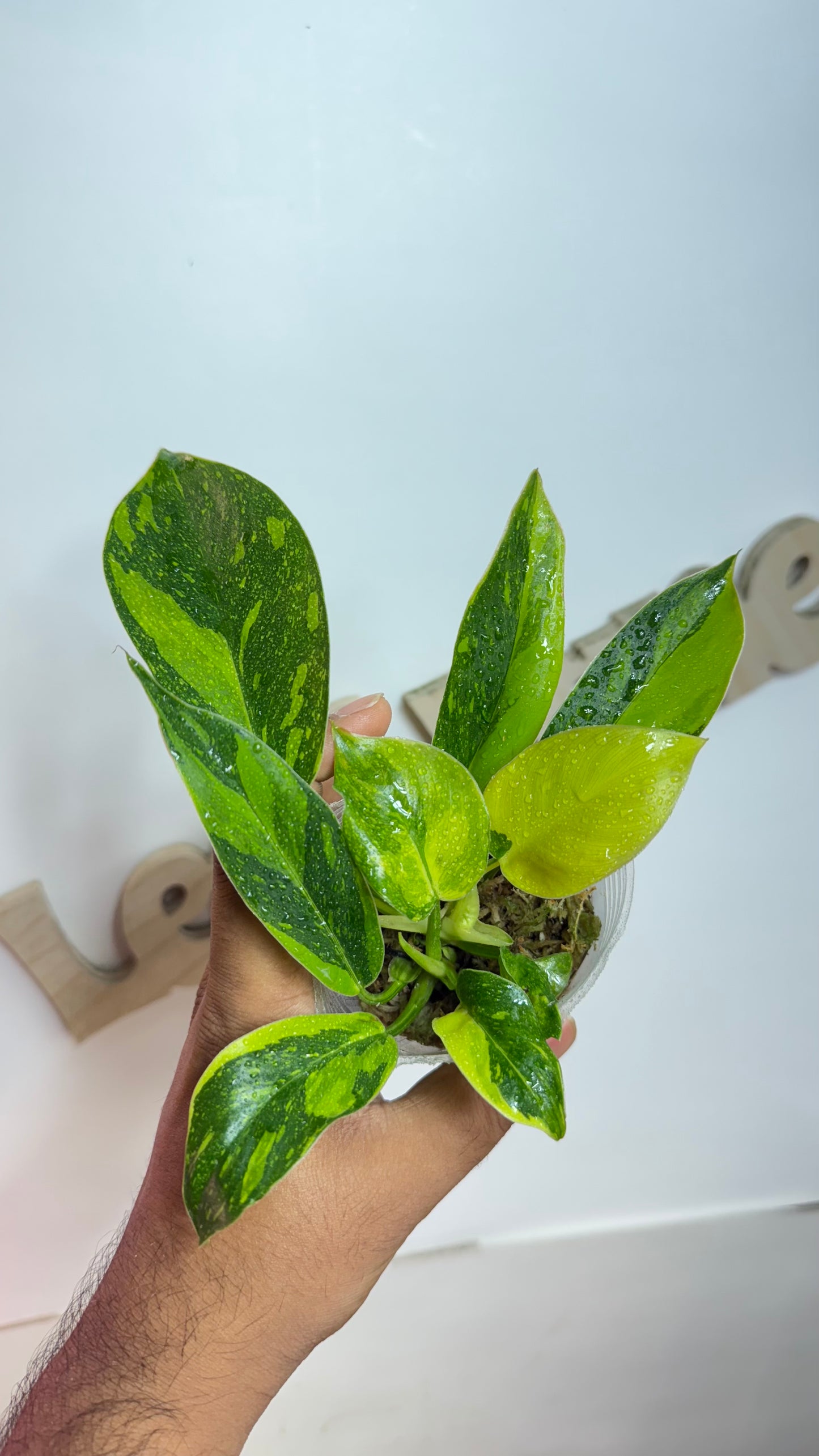 Philodendron 'Green Congo Nuclear' variegated
🌿Grower's choice🌿