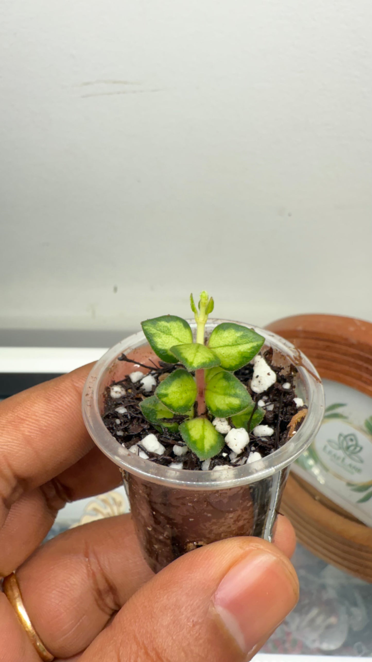 Hoya Chinghungensis Variegated