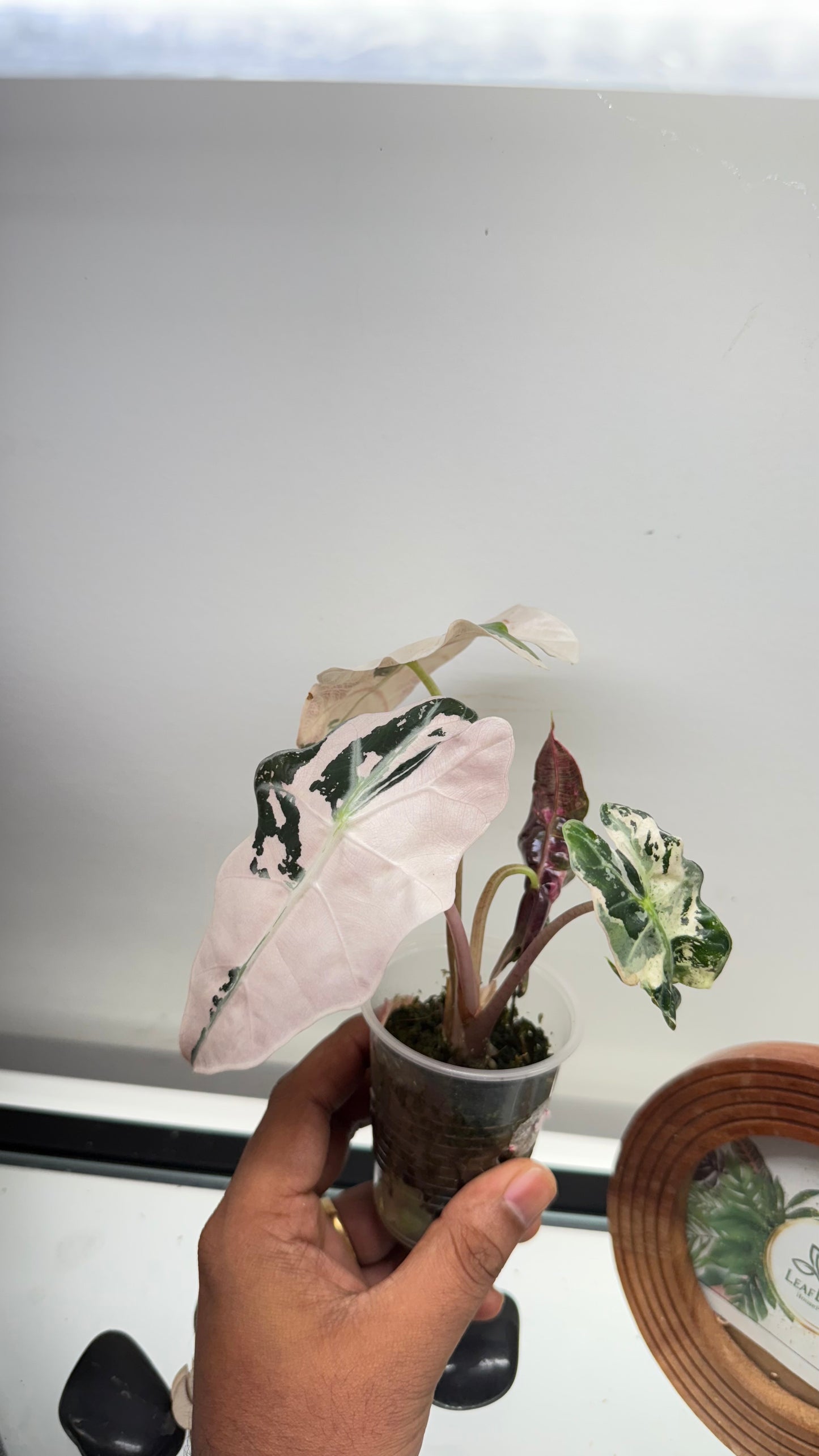 Alocasia Amazonica Pink Variegated