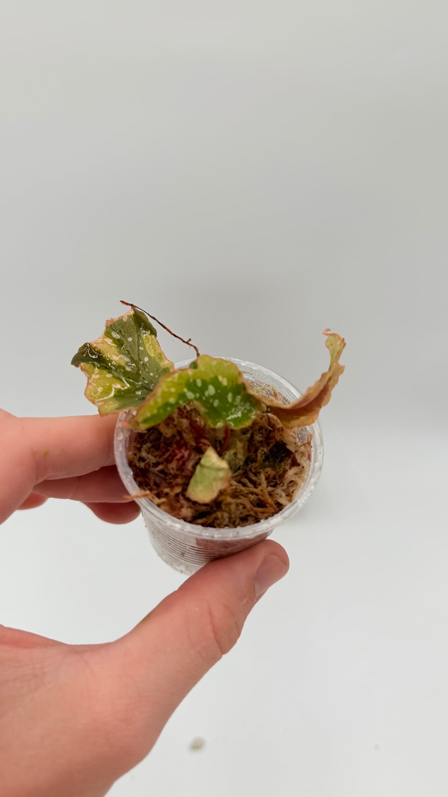 Begonia Dainty Spray variegated rooted