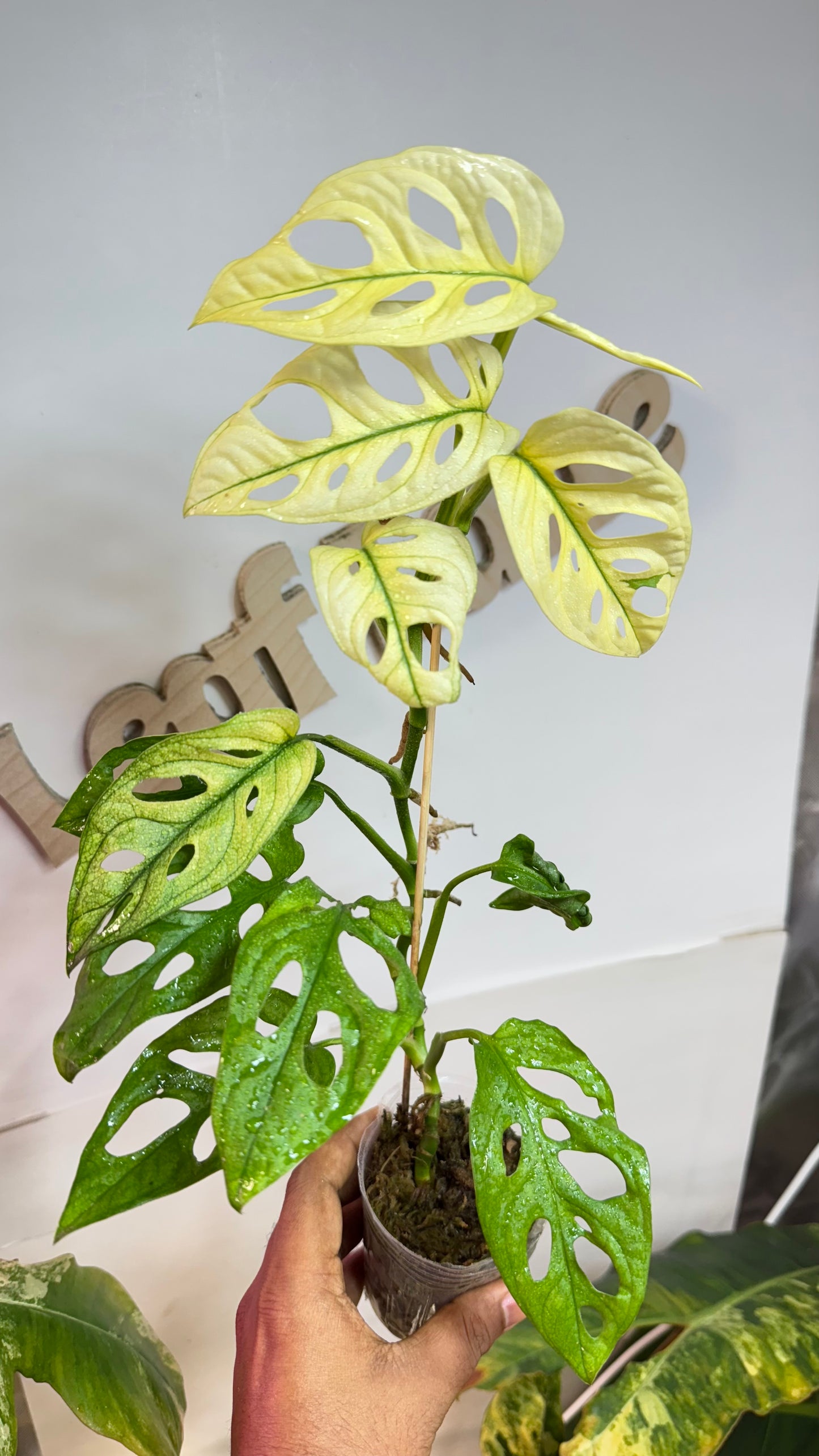 Monstera Adansonii Accuminata Mint Variegated