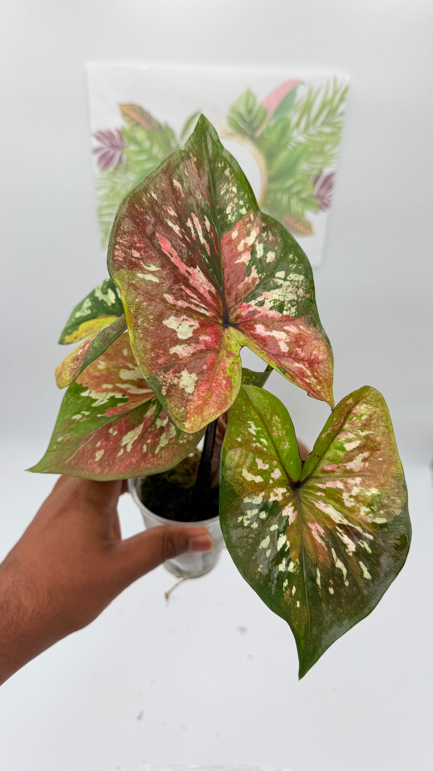 Caladium Variegated