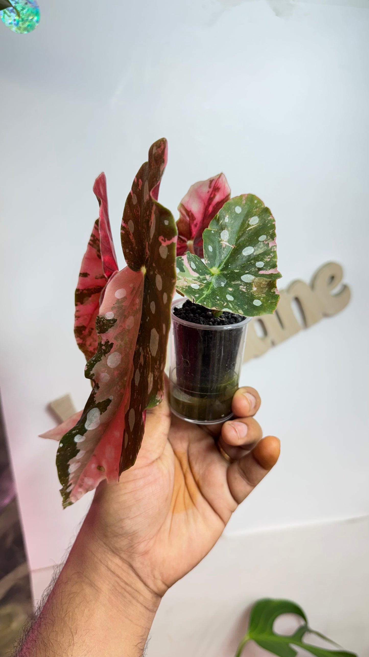 Begonia Maculata Pink Variegated