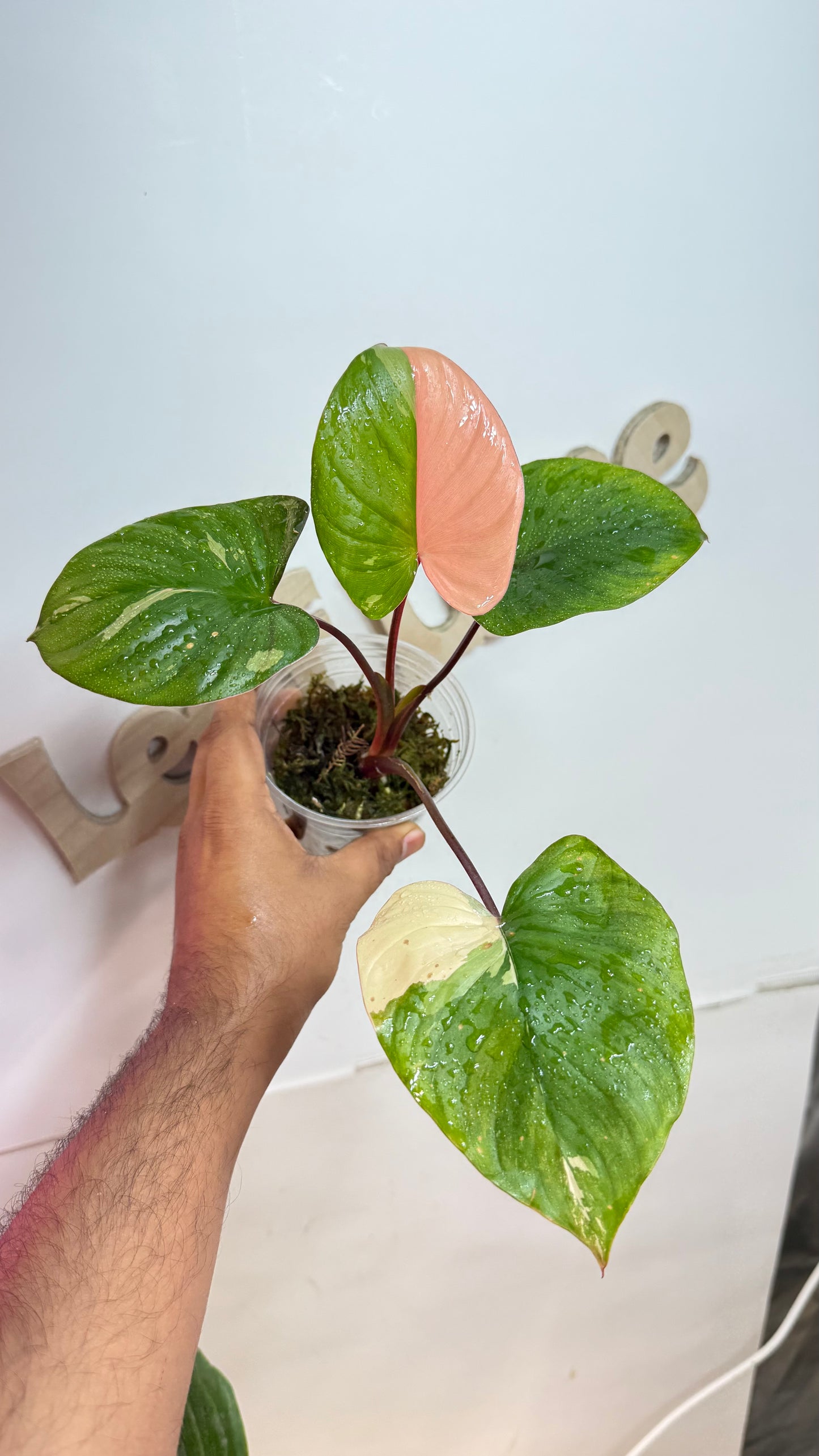 Homalomena Rubescens Variegated Pink