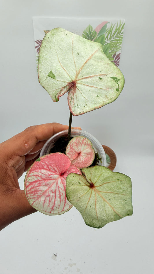 Caladium Variegated