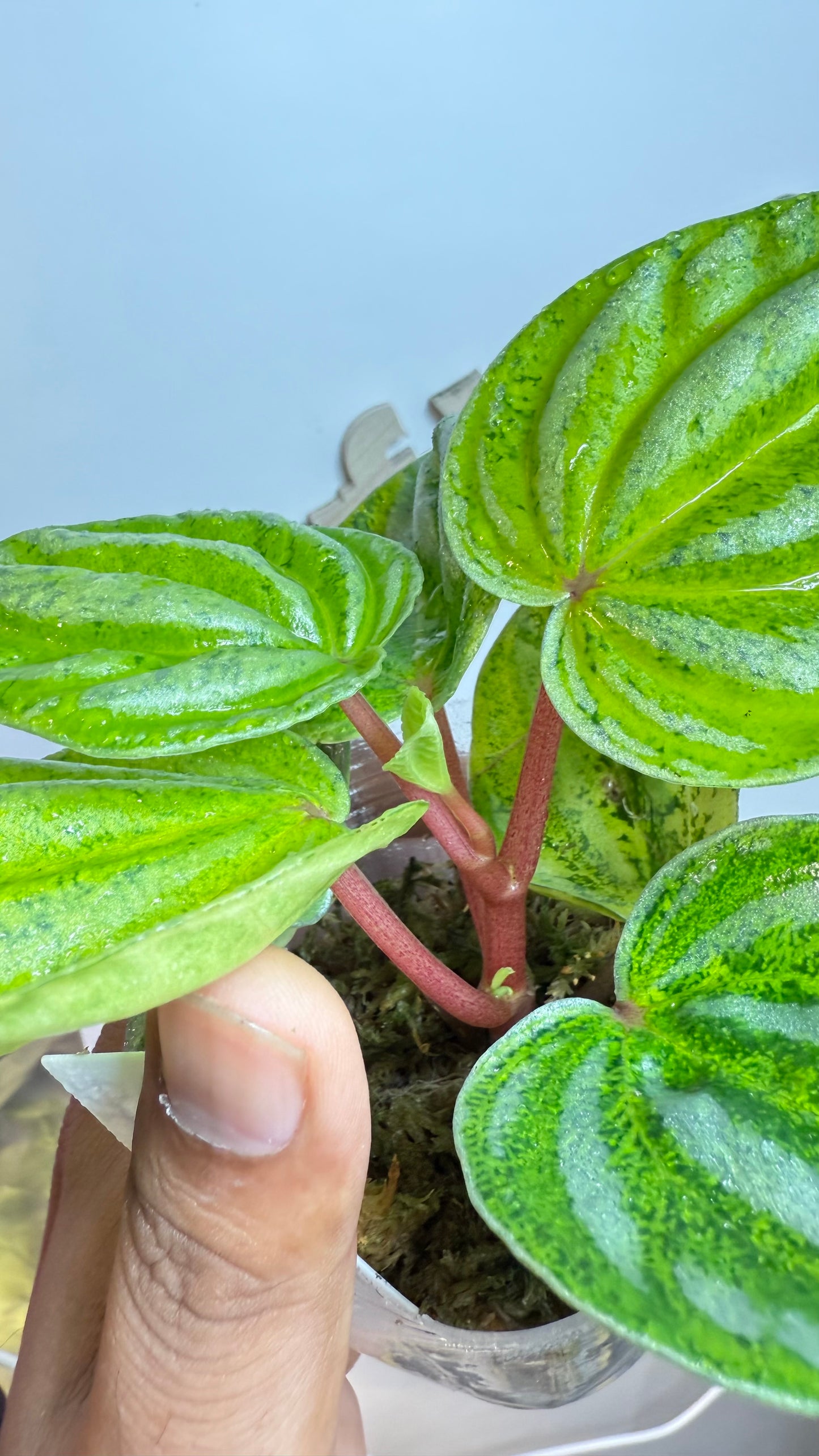 Peperomia Variegated Atomic Flame