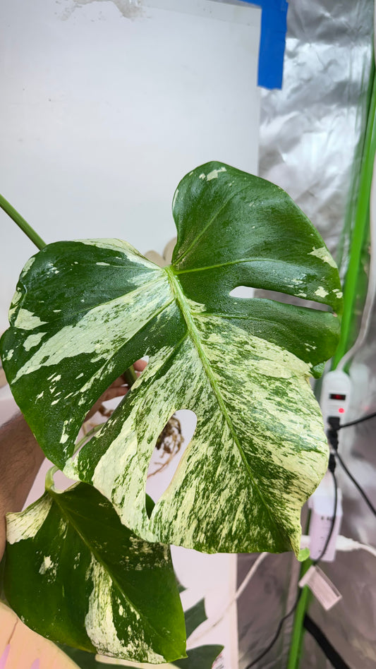 Huge Monstera Deliciosa “White Tear”