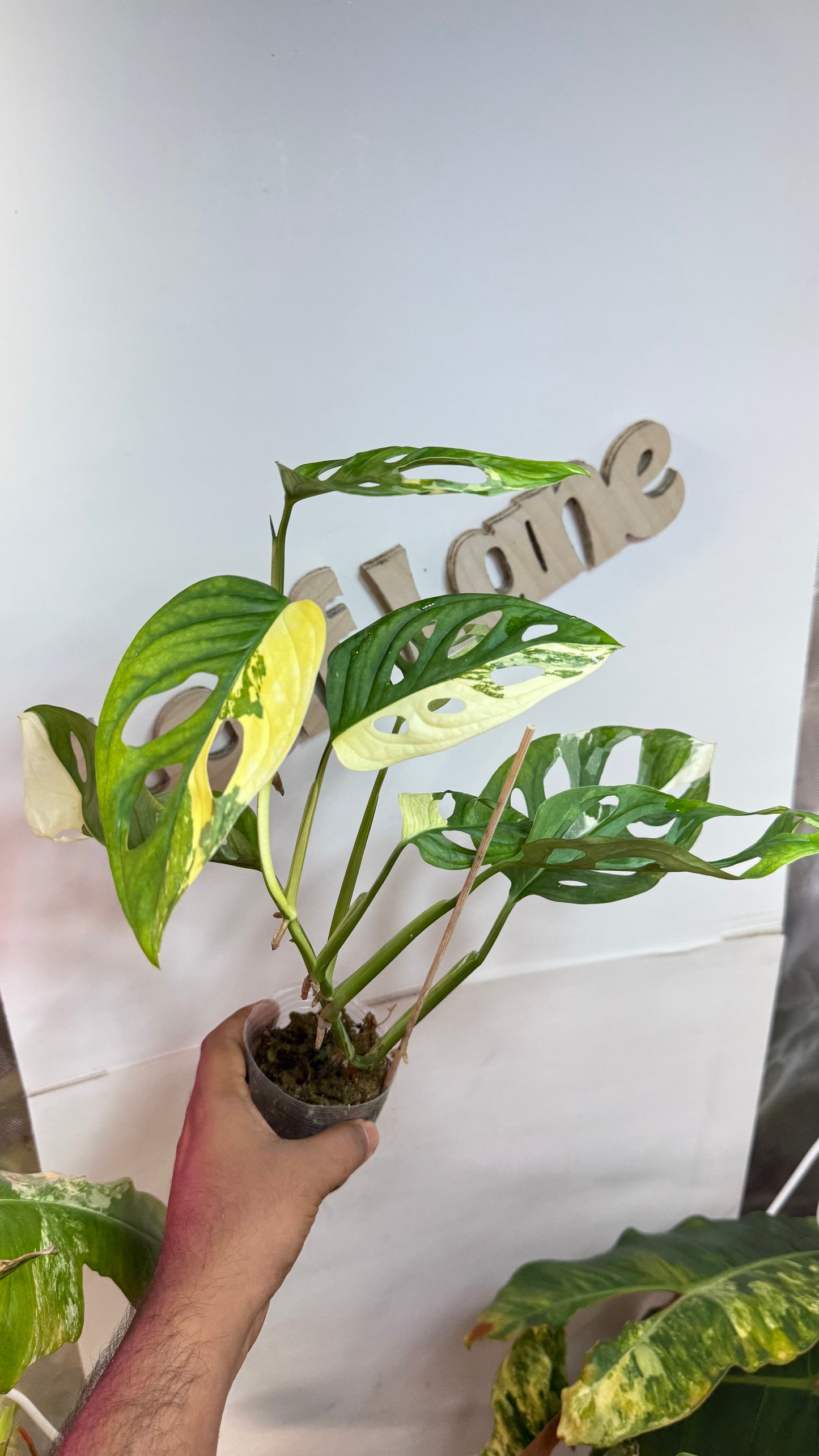 Monstera Adansonii Albo Variegated