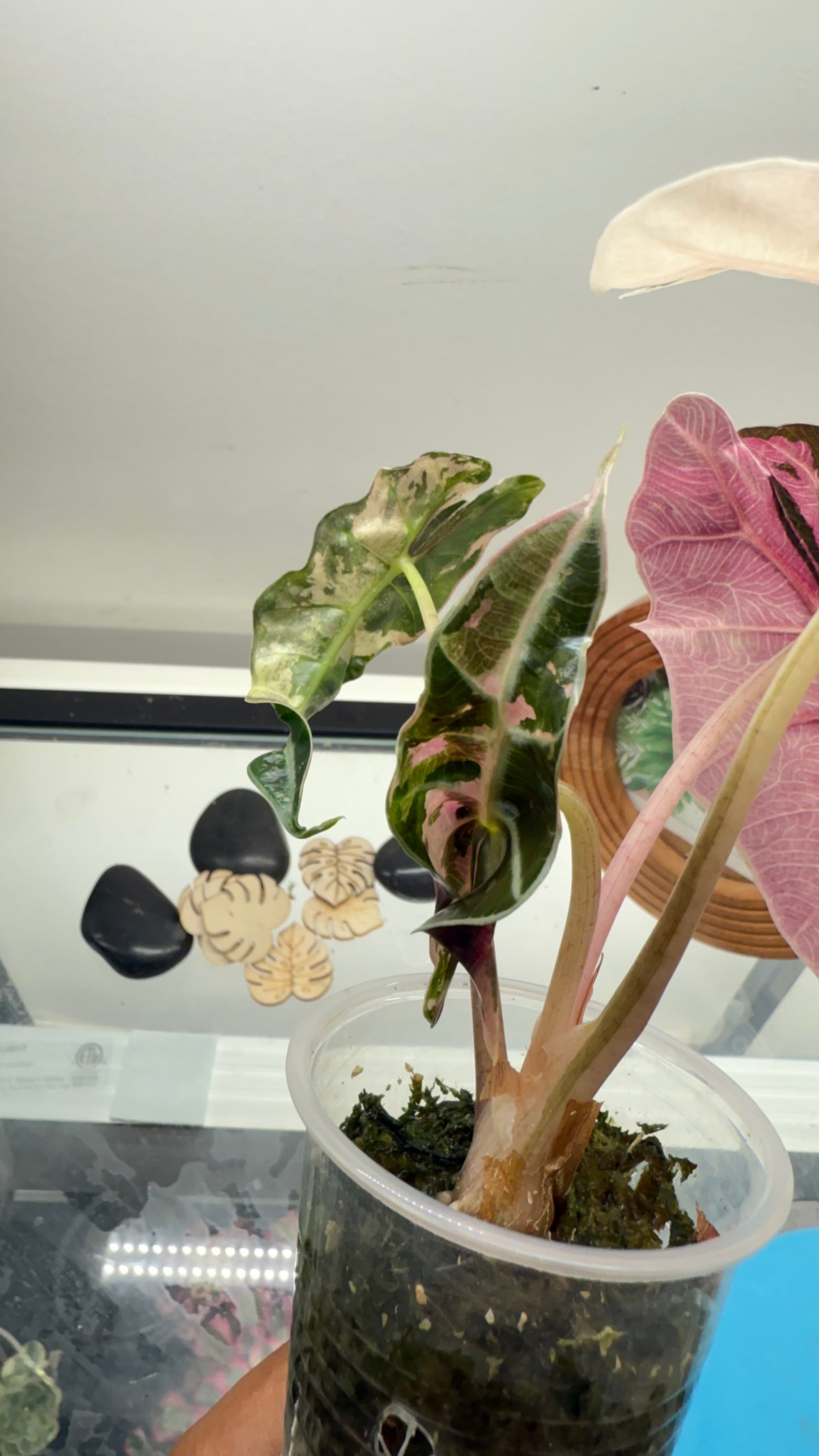 Alocasia Amazonica Pink Variegated