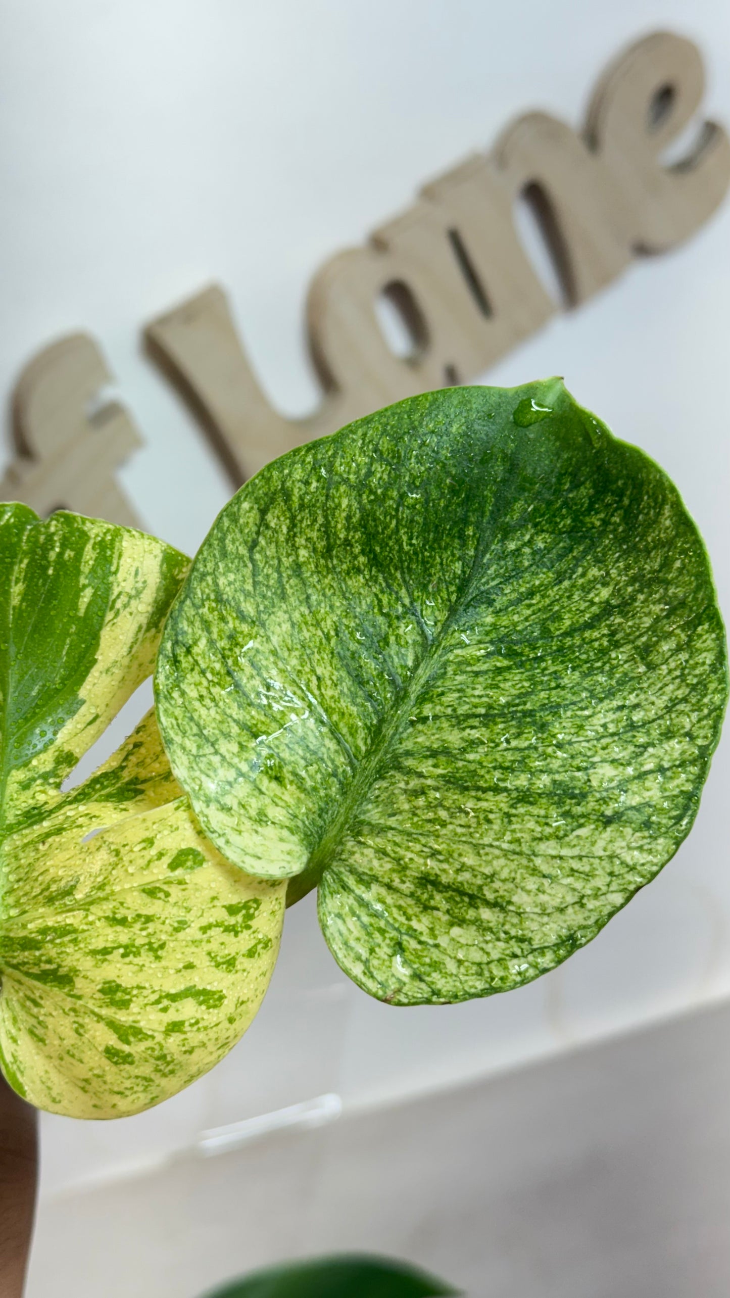 Monstera deliciosa MINT Siam Variegated | Rare Aroid | Large form