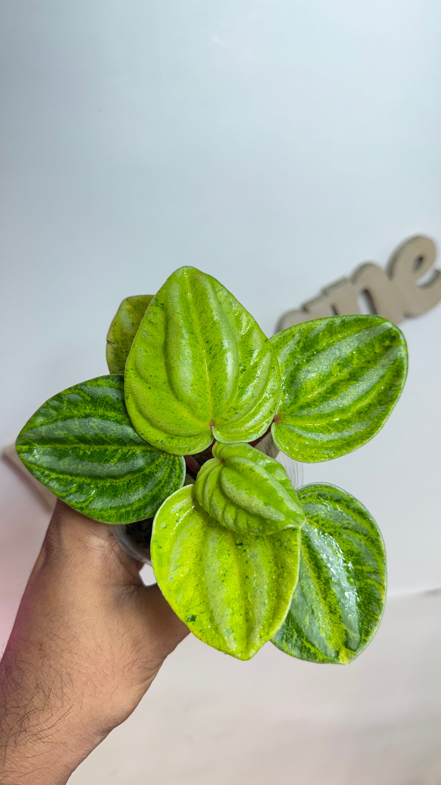 Peperomia Variegated Atomic Flame