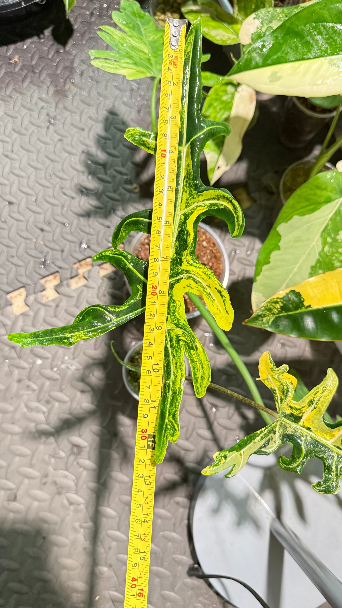 Alocasia Portei Aurea🌿Well rooted active Growing🌿