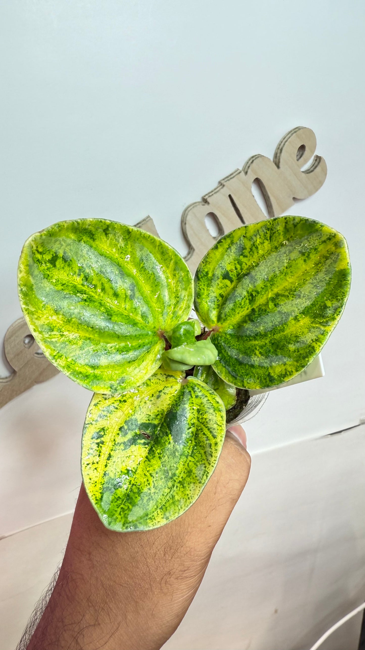Peperomia Variegated Atomic Flame