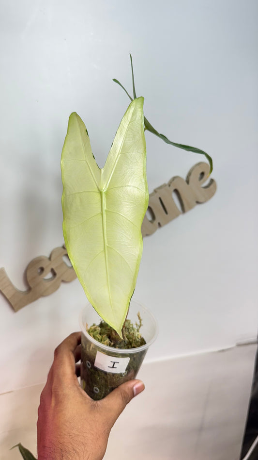 Alocasia Longiloba unique Variegated